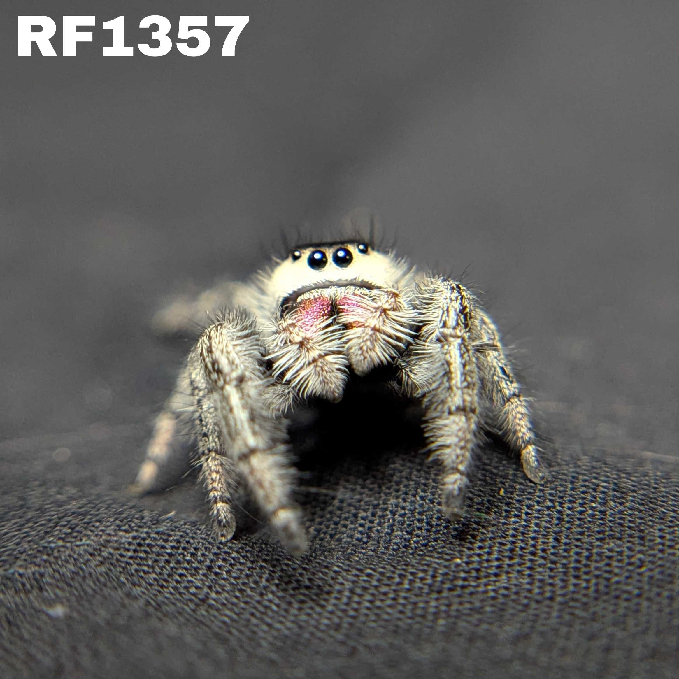 Regal Jumping Spider "Cookies n Cream"