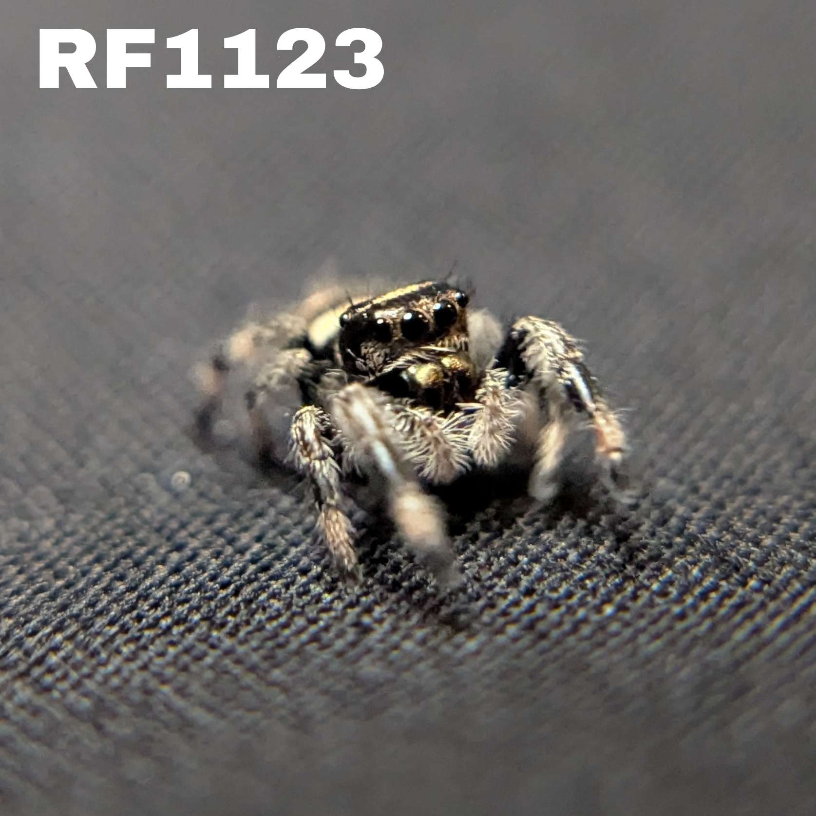 Regal Jumping Spider "Ashen"