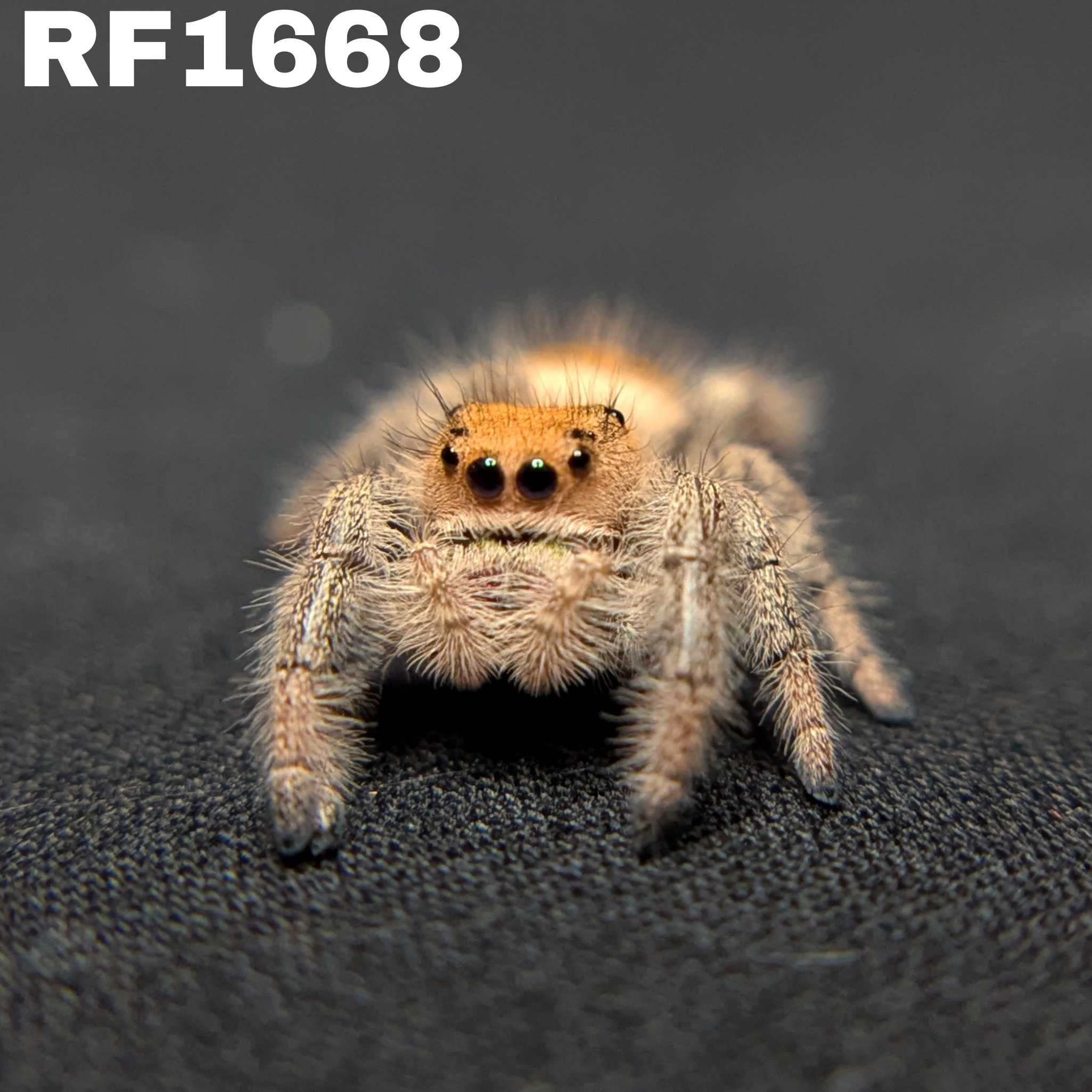 Regal Jumping Spider "Celaena"