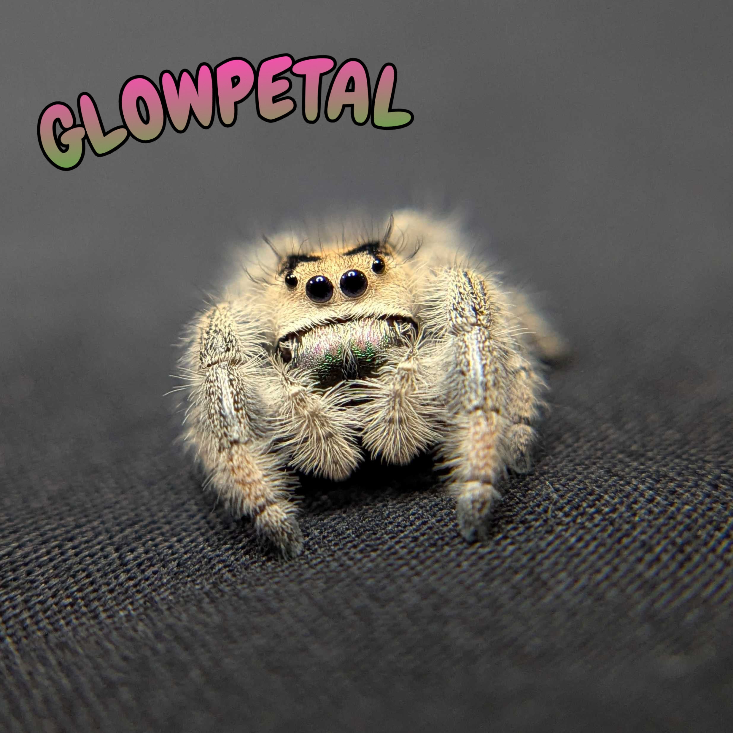 Regal Jumping Spider "Glowpetal"
