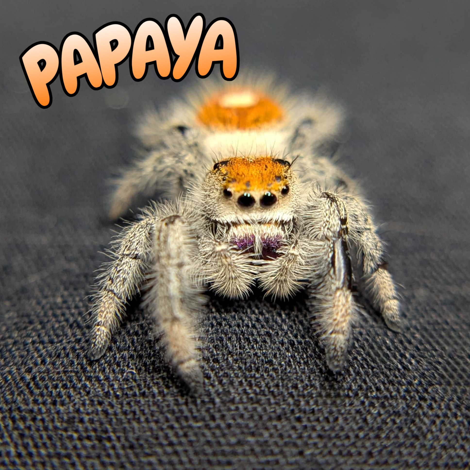 Regal Jumping Spider "Papaya"
