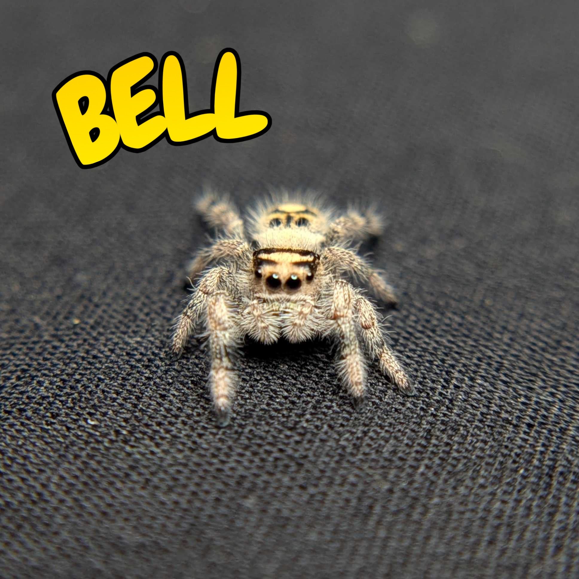 Regal Jumping Spider "Bell"