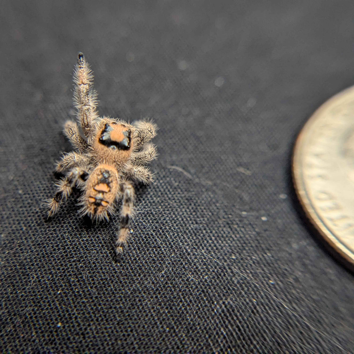 Regal Jumping Spider "Joy"