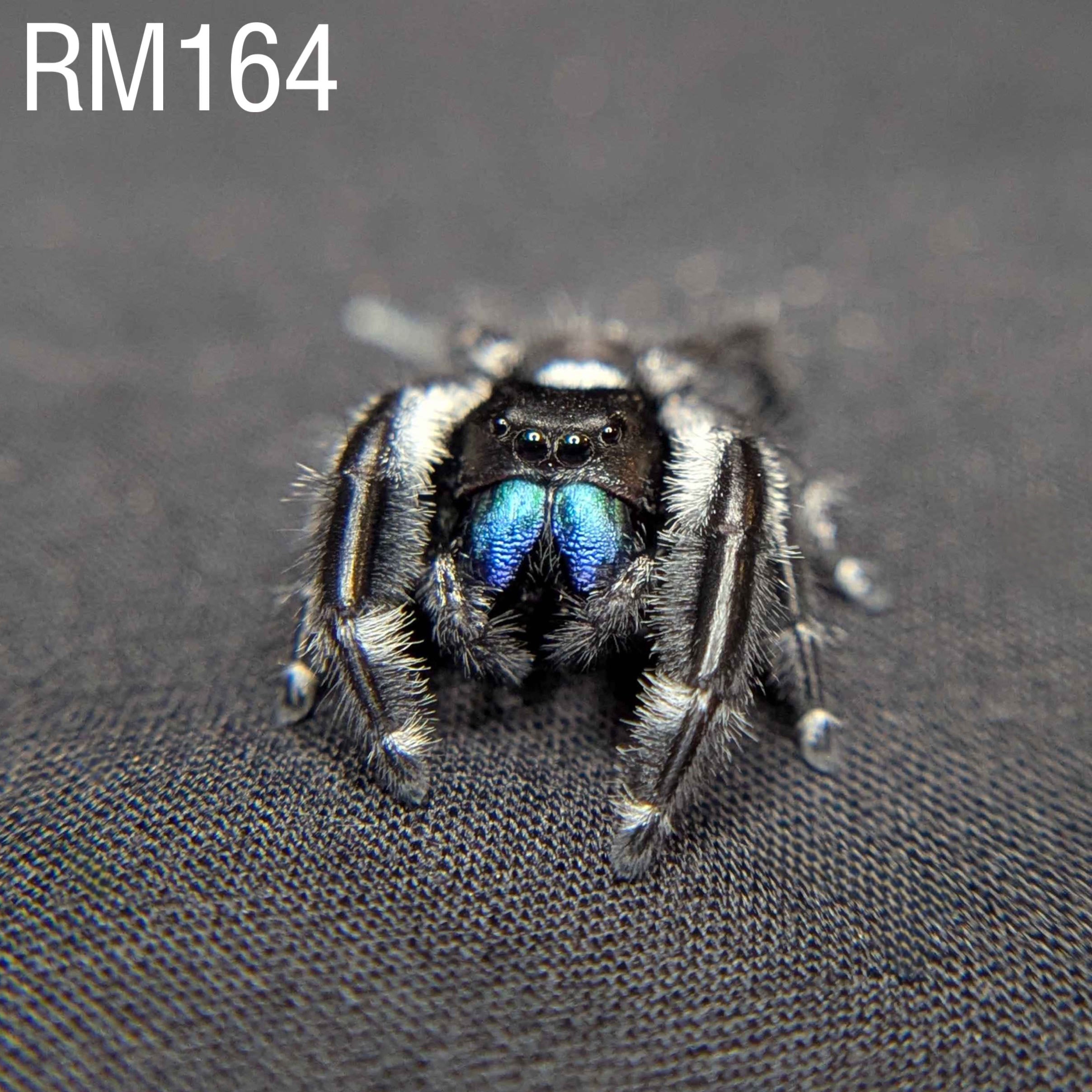 Regal Jumping Spider "Sapphire" (Rare)