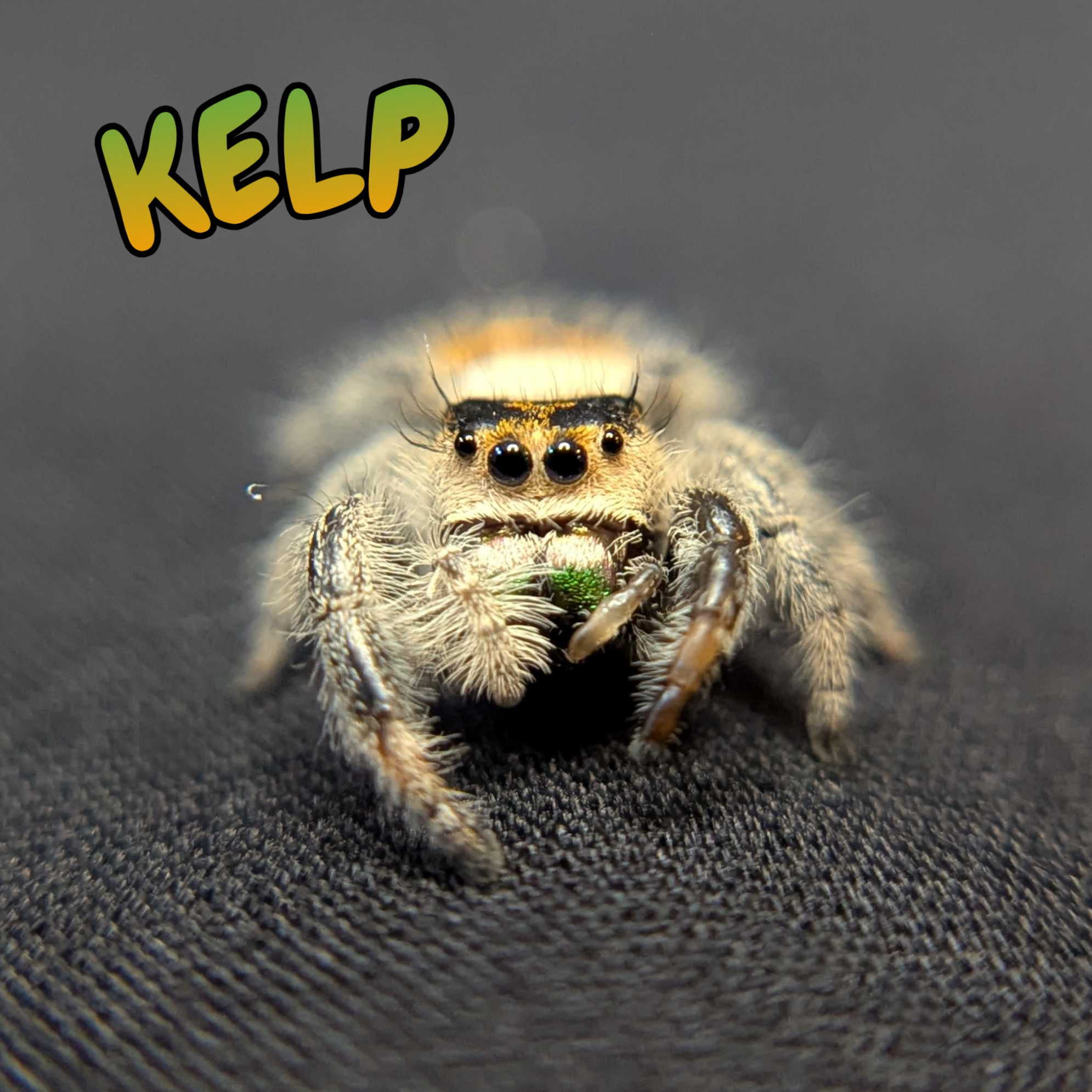Regal Jumping Spider "Kelp"