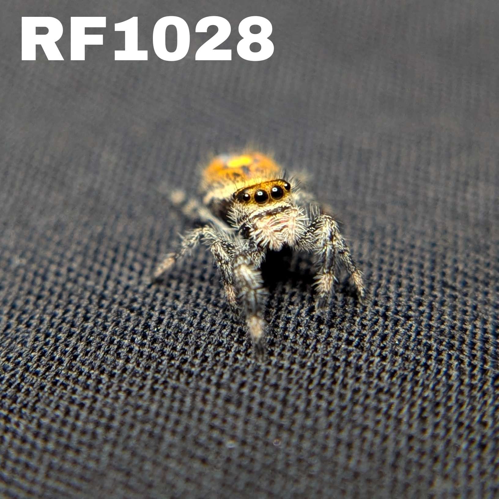 Regal Jumping Spider "Rusty"