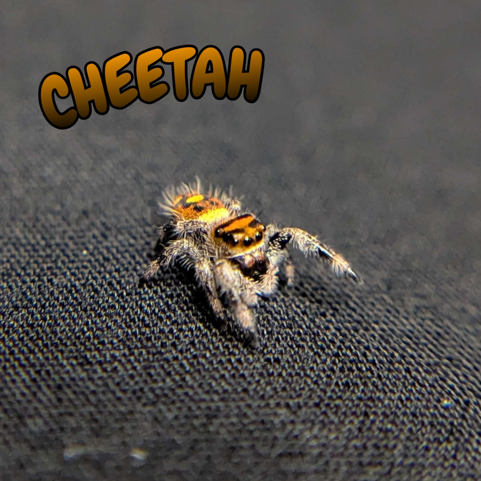 Regal Jumping Spider "Cheetah"