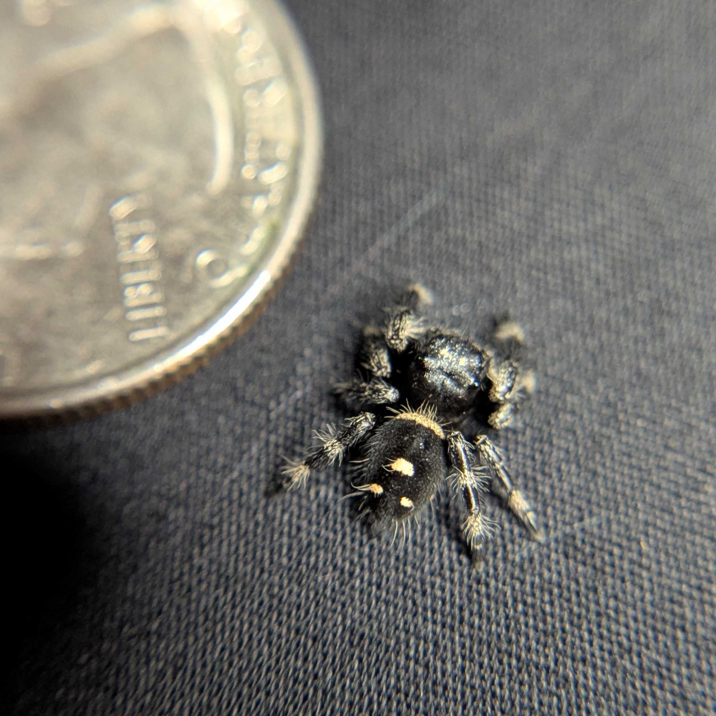 Regal Jumping Spider “Duskwillow”