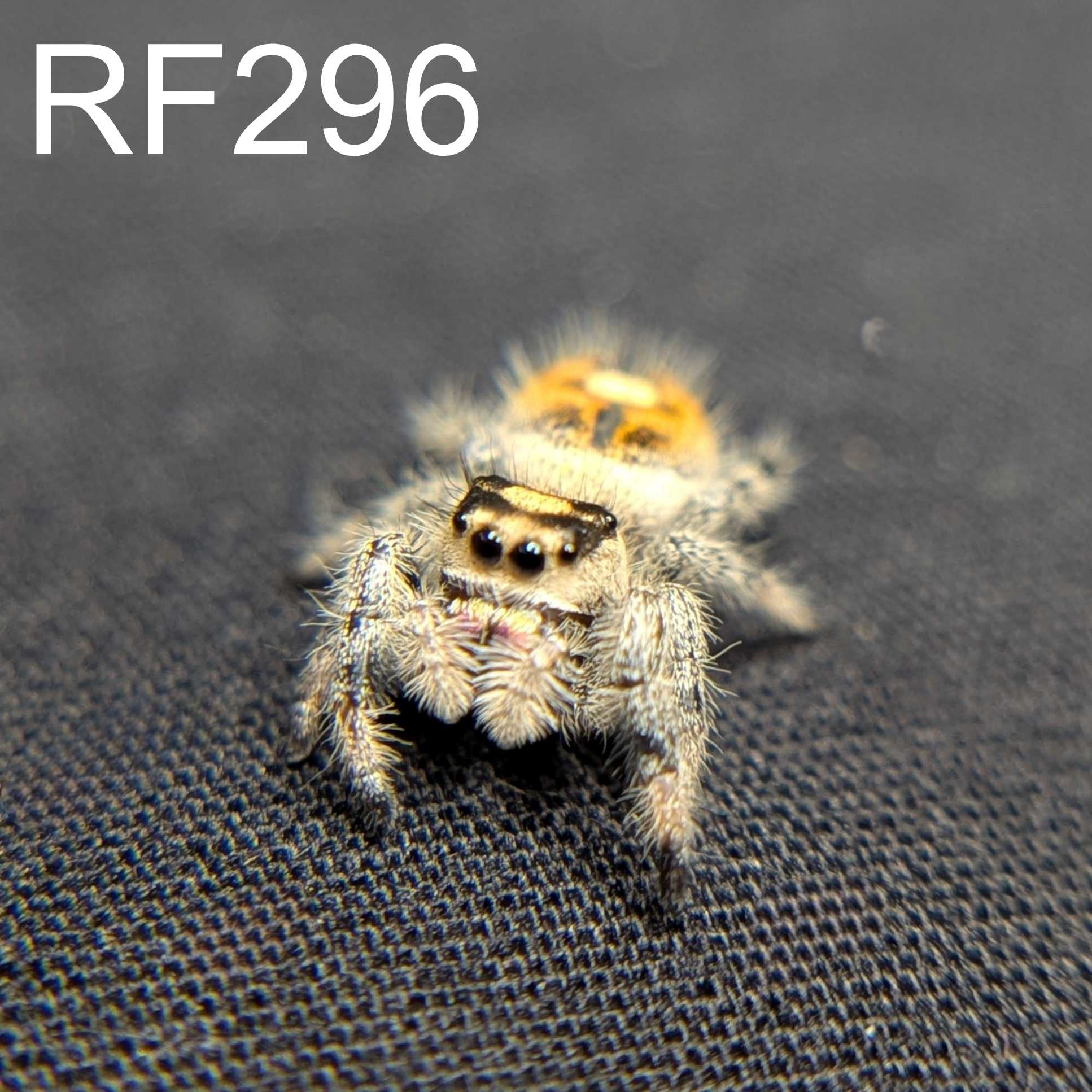 Regal Jumping Spider "Manzana"