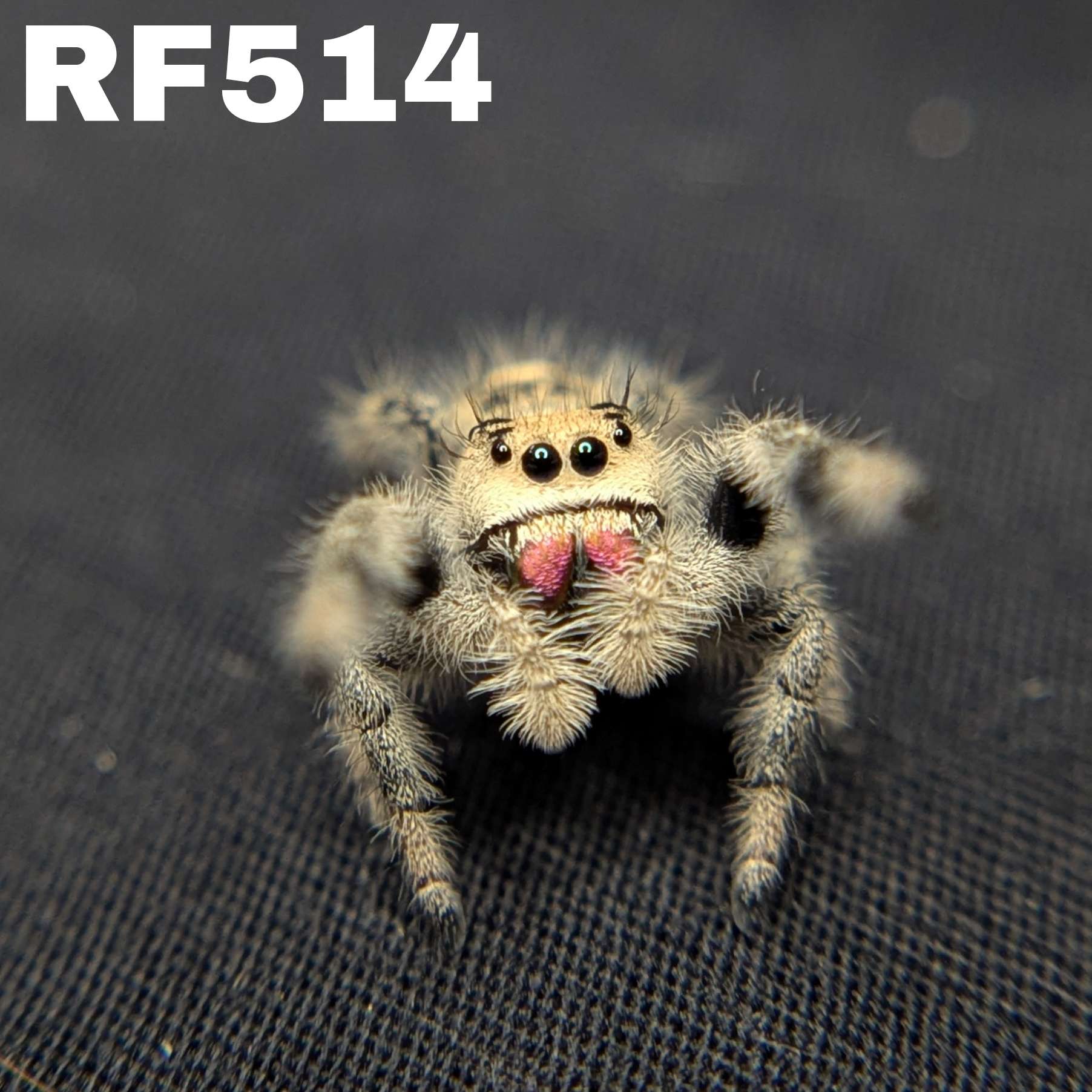 Regal Jumping Spider "Raspberry"