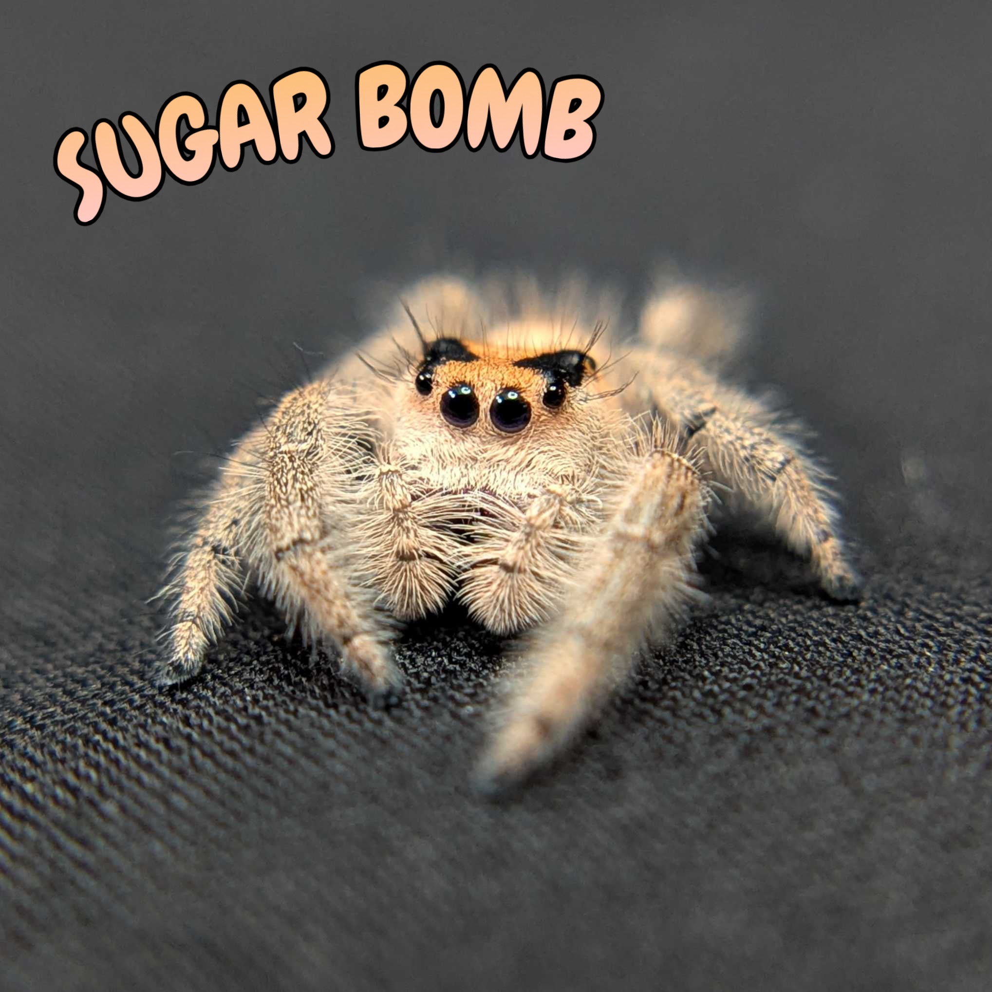Regal Jumping Spider "Sugar Bomb"