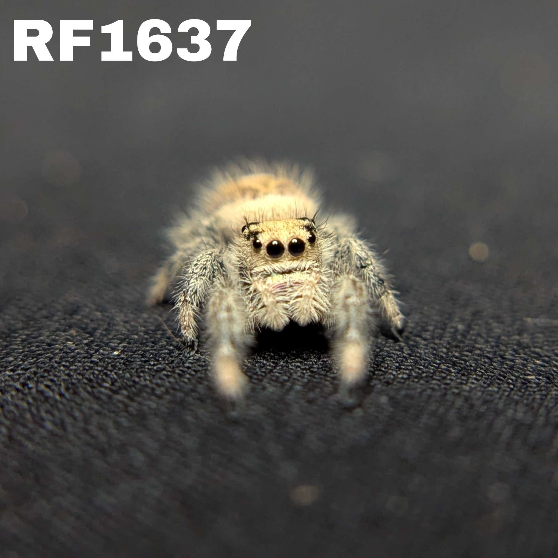 Regal Jumping Spider "Lunaria"