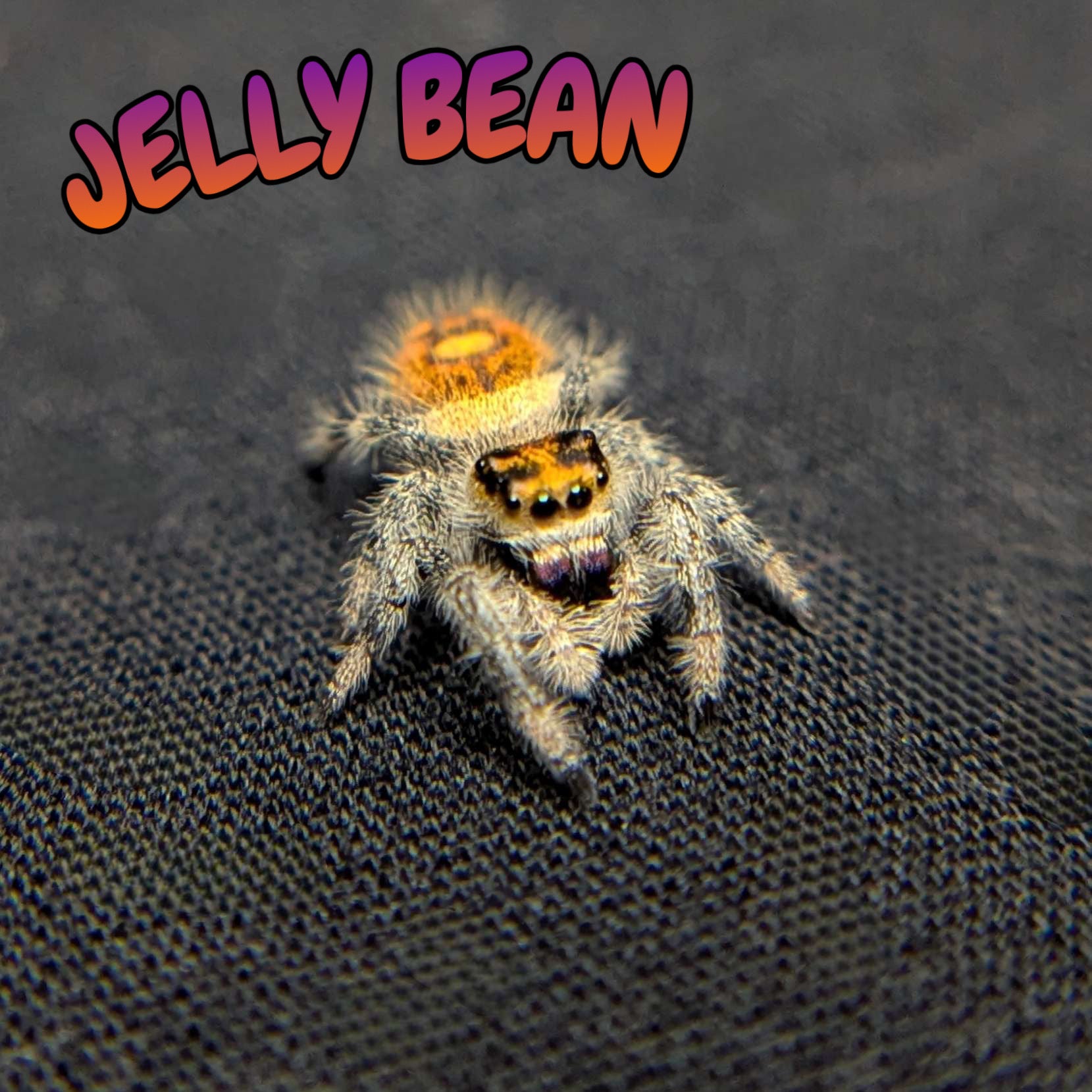 Regal Jumping Spider "Jelly Bean"