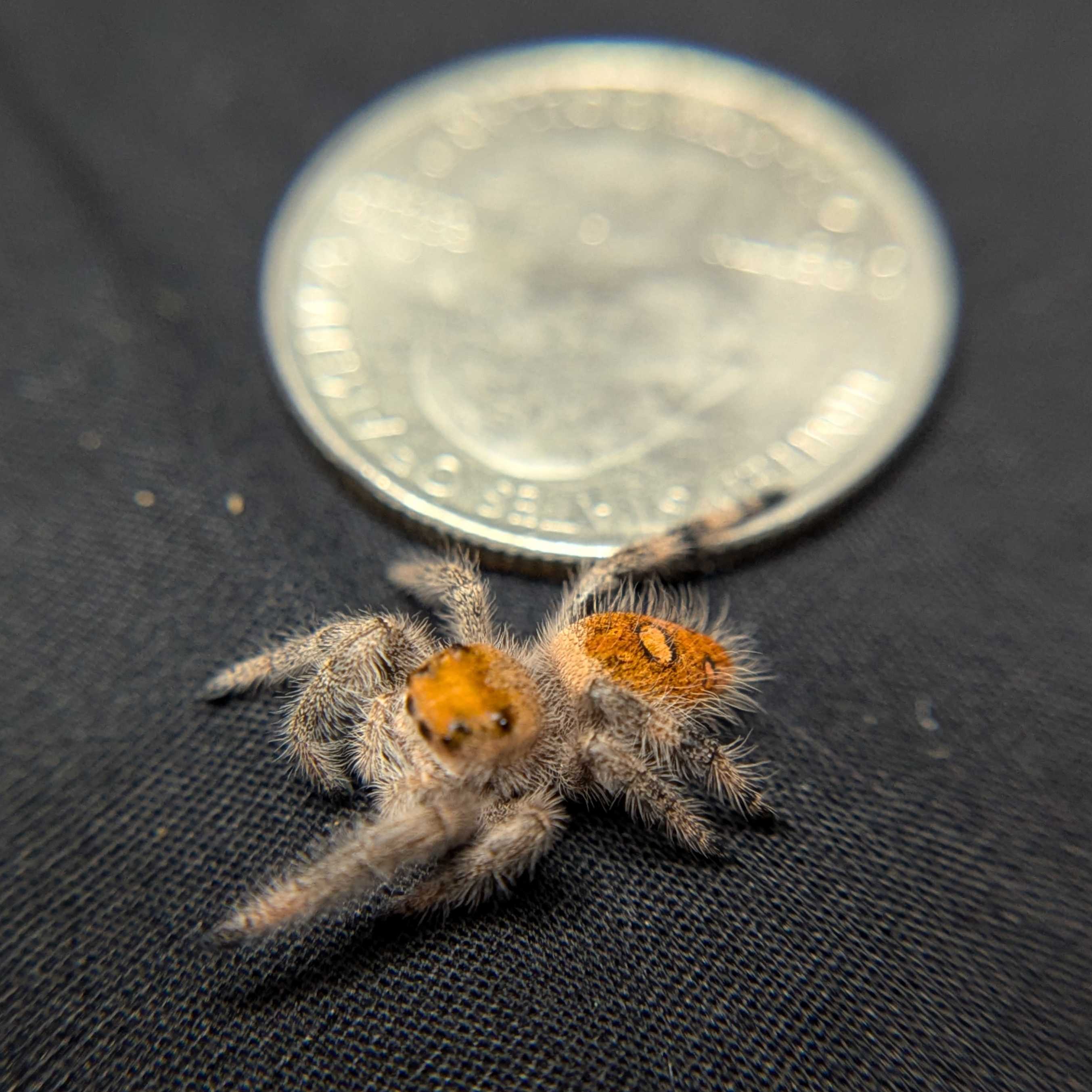 Regal Jumping Spider "Tart"