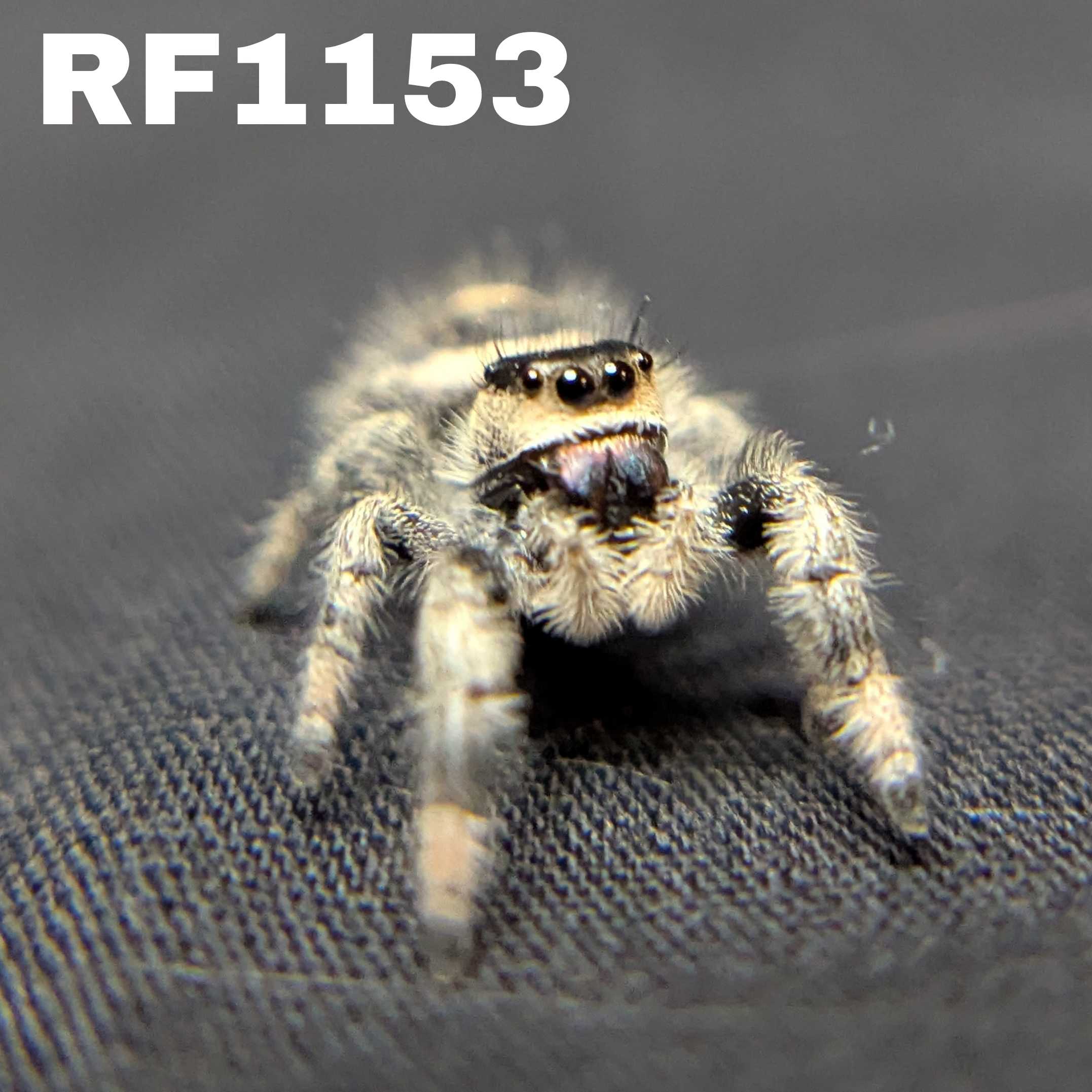 Regal Jumping Spider "Midnight"