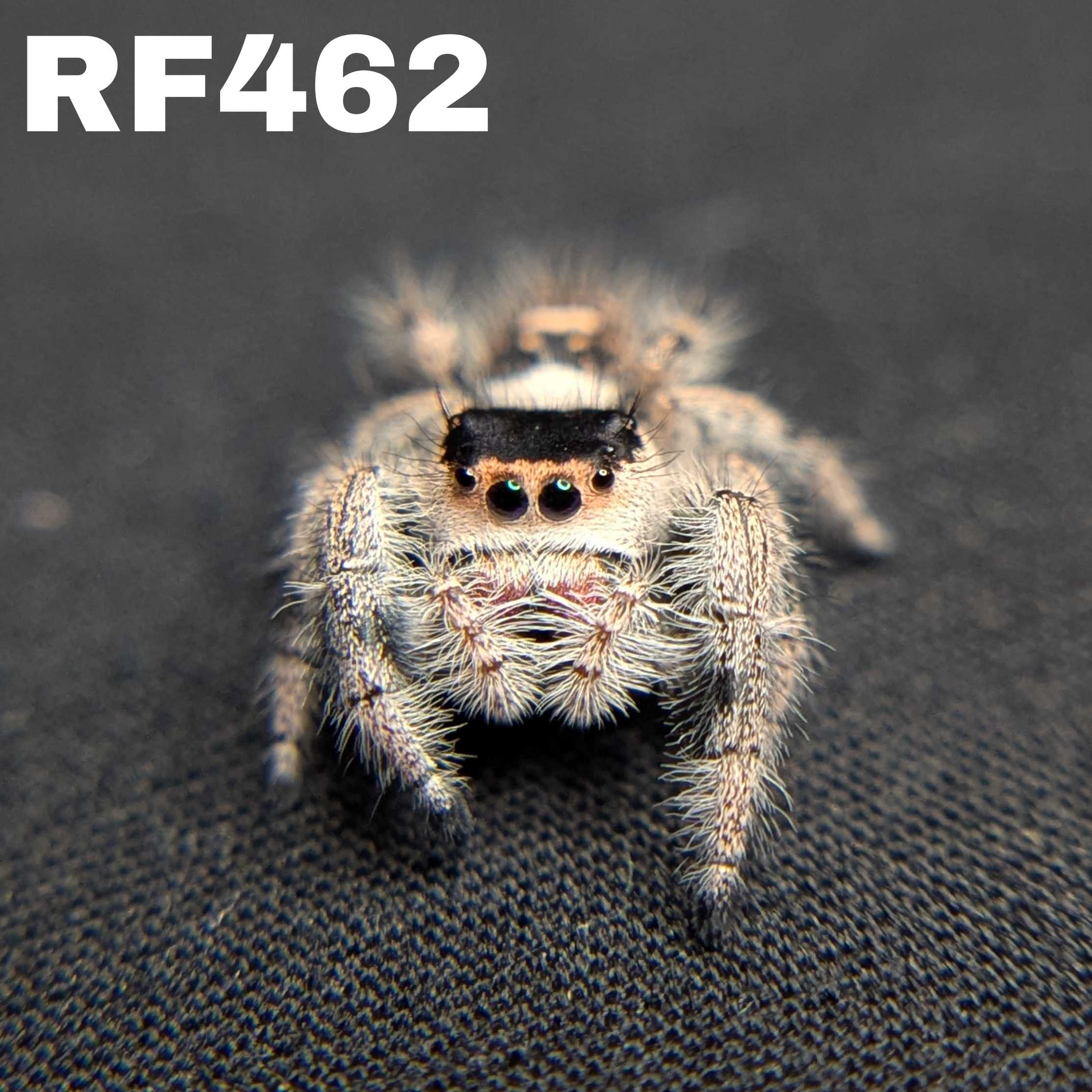 Regal Jumping Spider "Pomegranate"