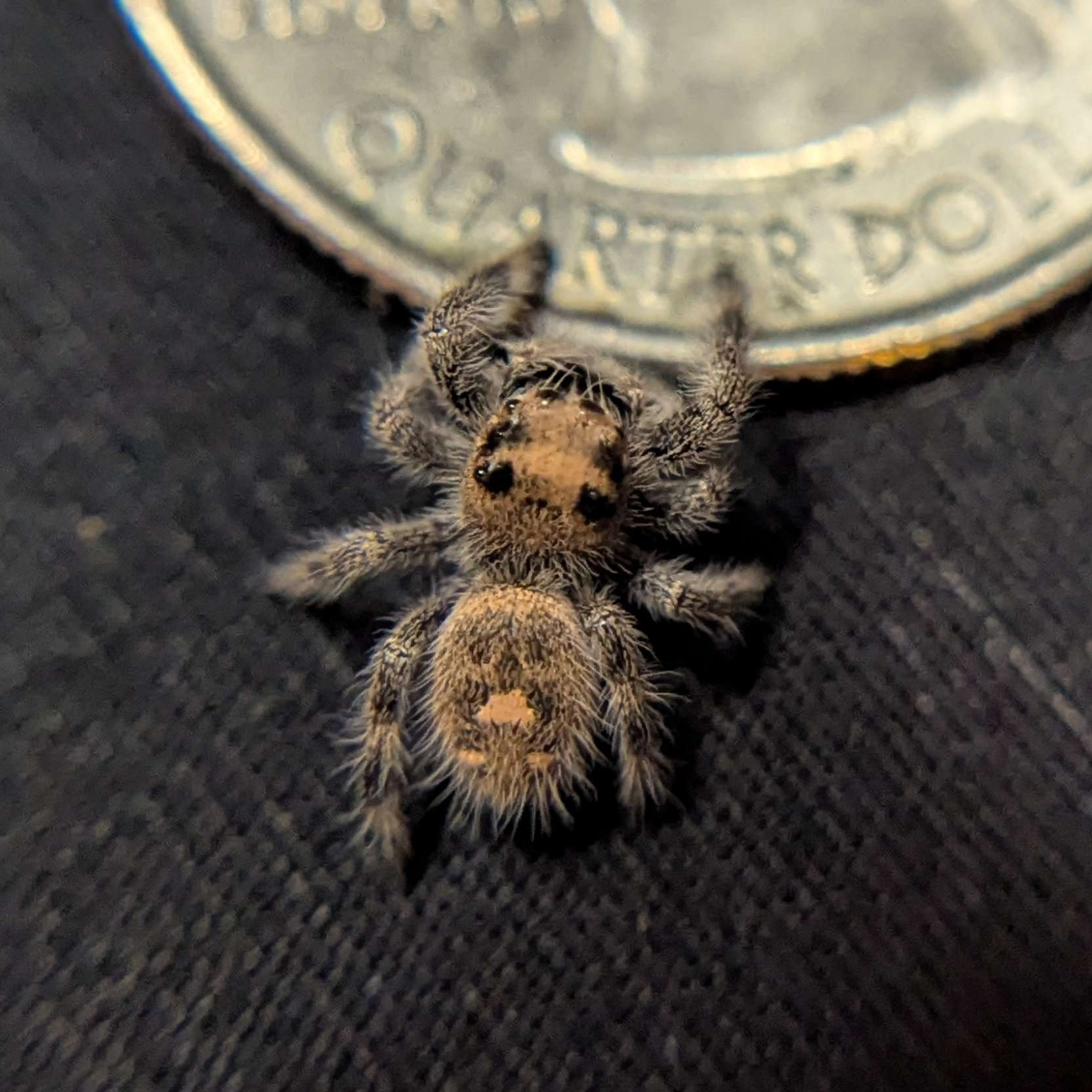 Regal Jumping Spider "Rosie"