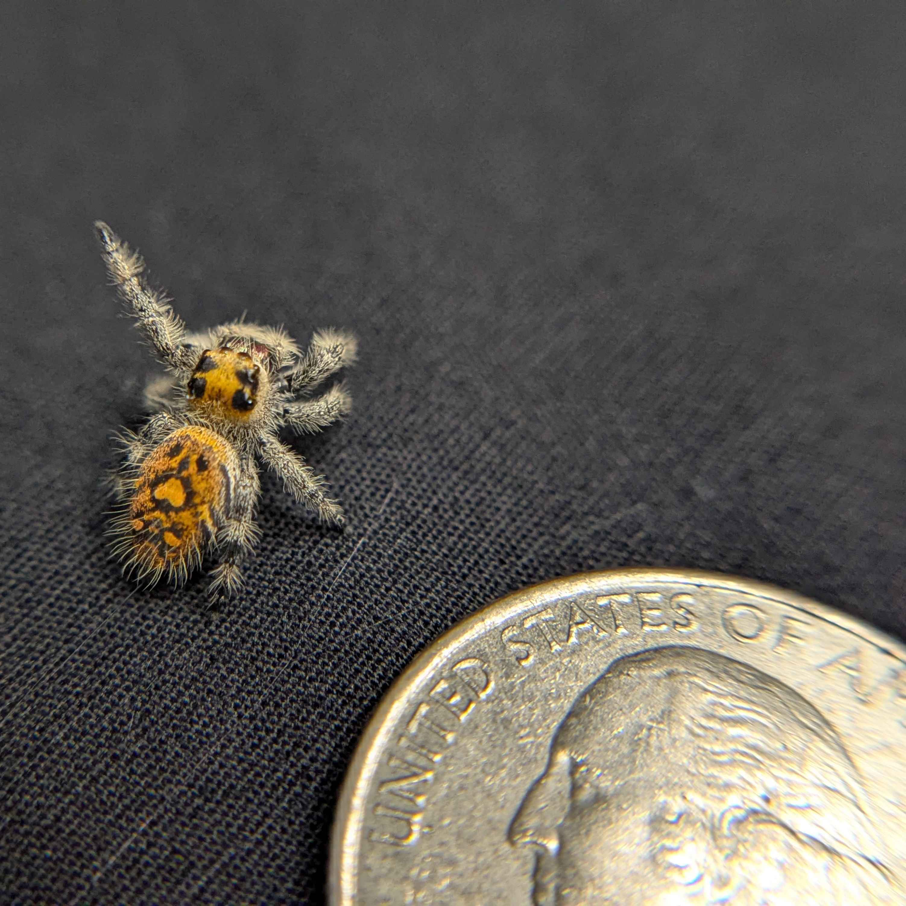 Regal Jumping Spider "Radiante"