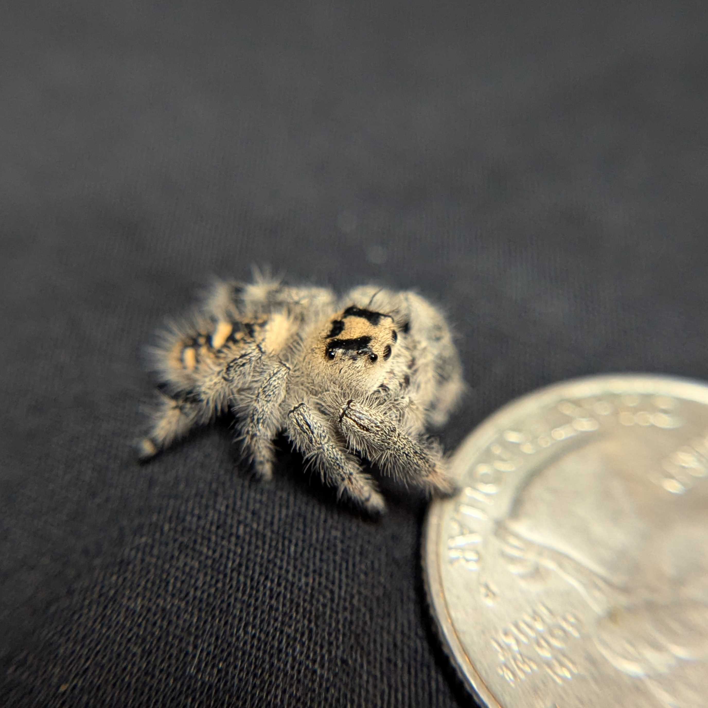 Regal Jumping Spider "Glowpetal"