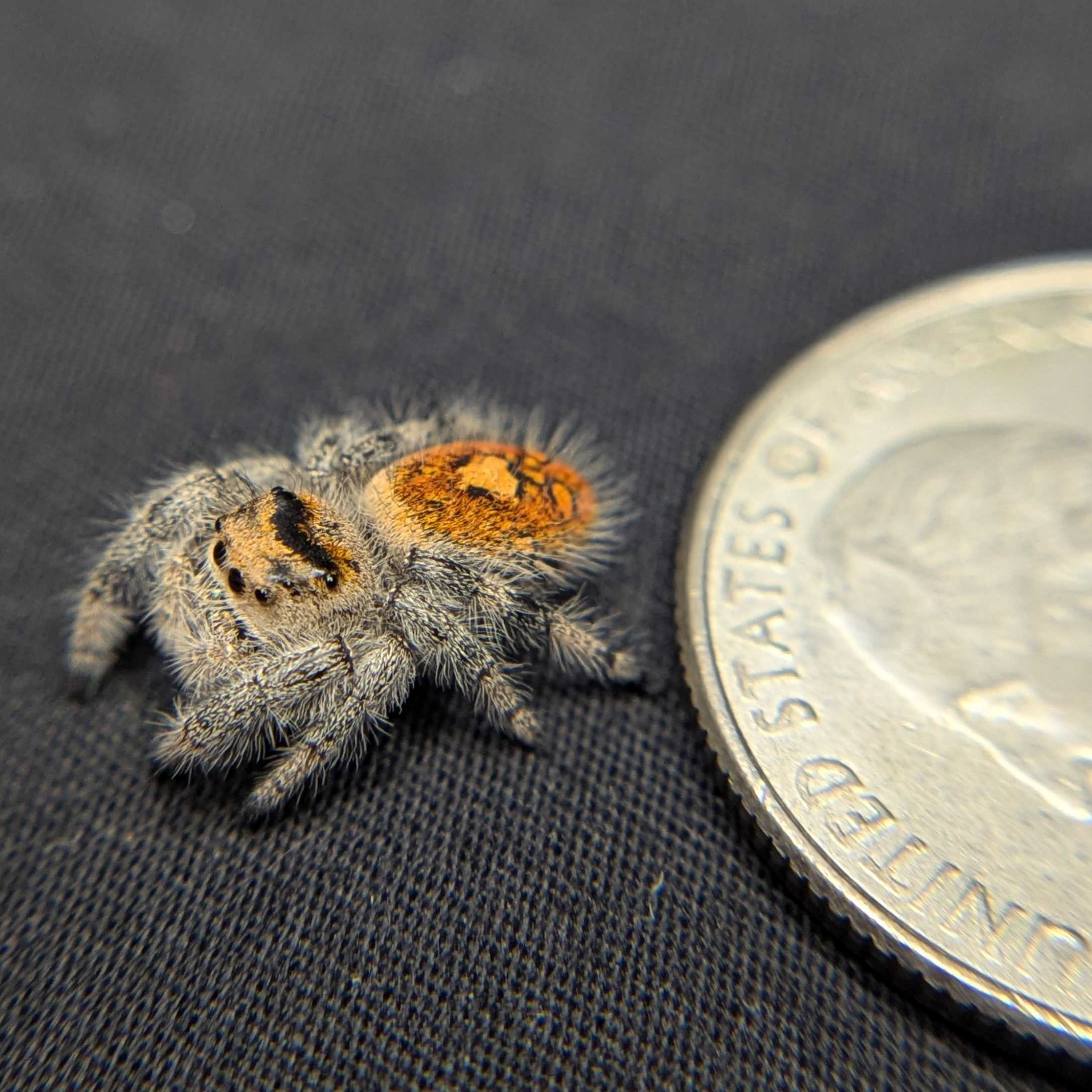 Regal Jumping Spider “Apricot”