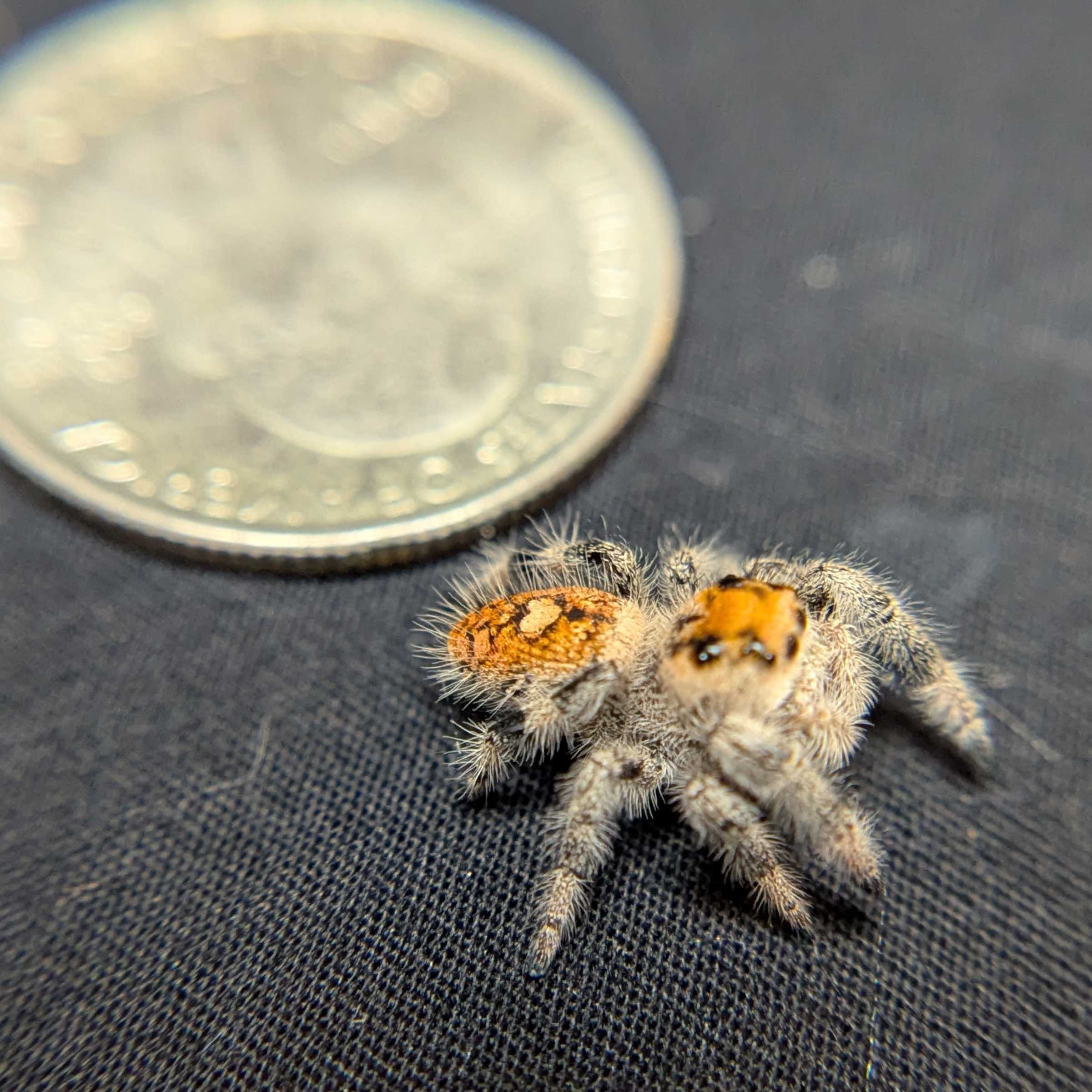 Regal Jumping Spider "Andromeda"