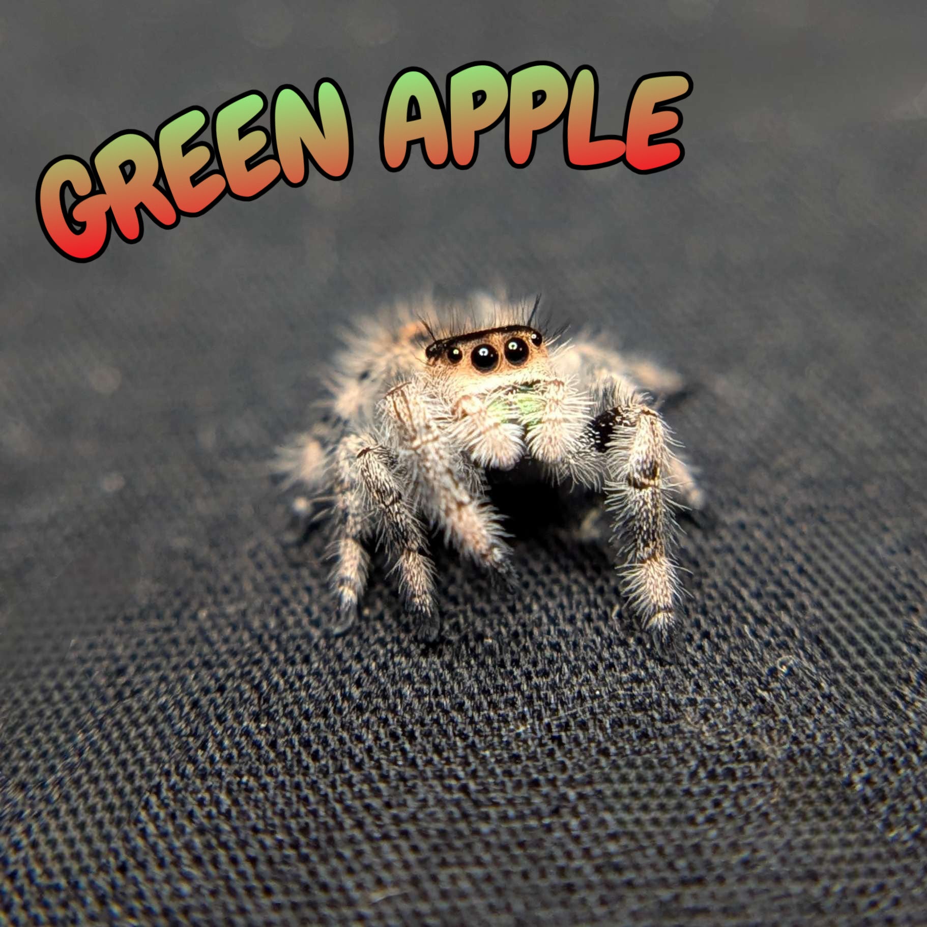 Regal Jumping Spider "Green Apple"