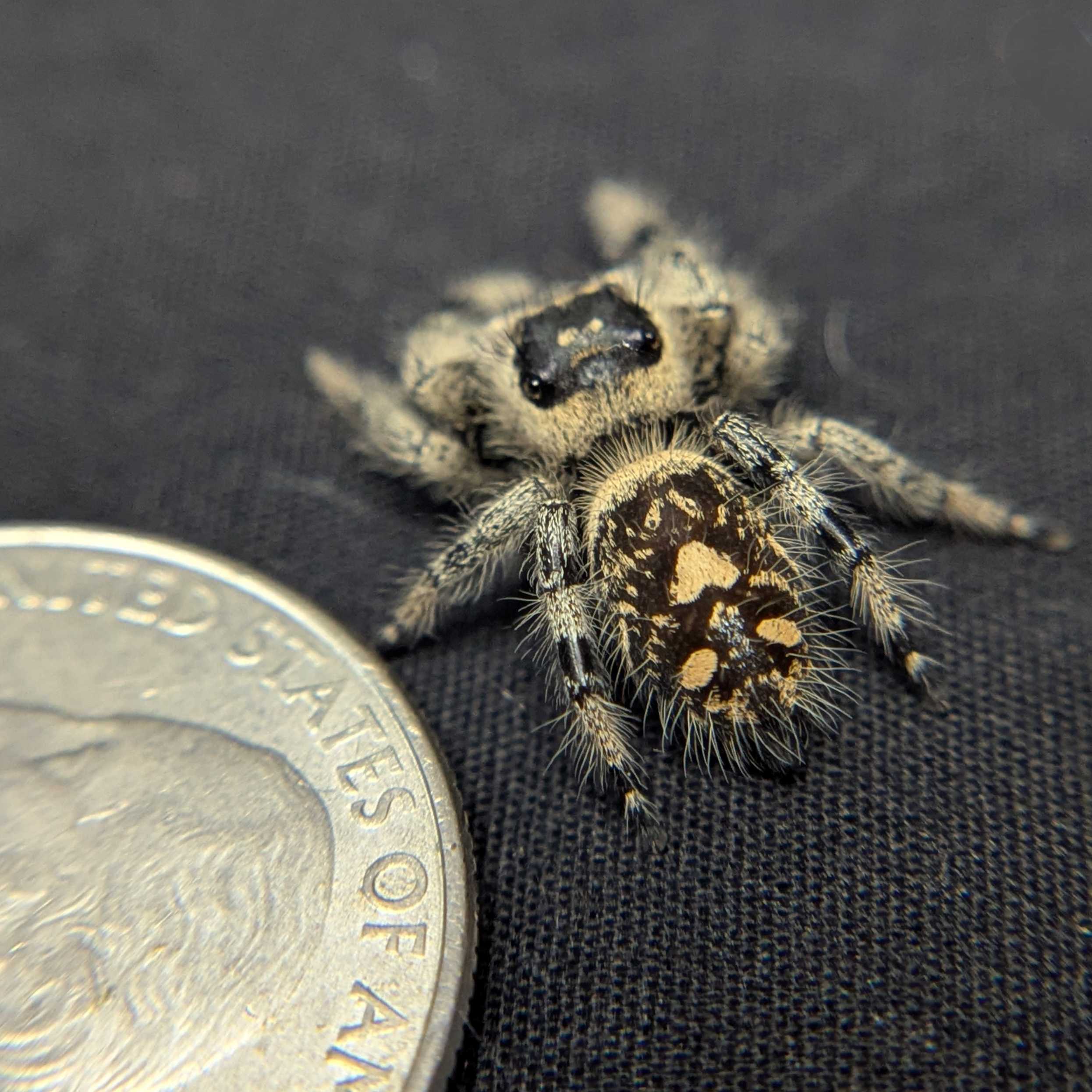 Regal Jumping Spider "Magic"