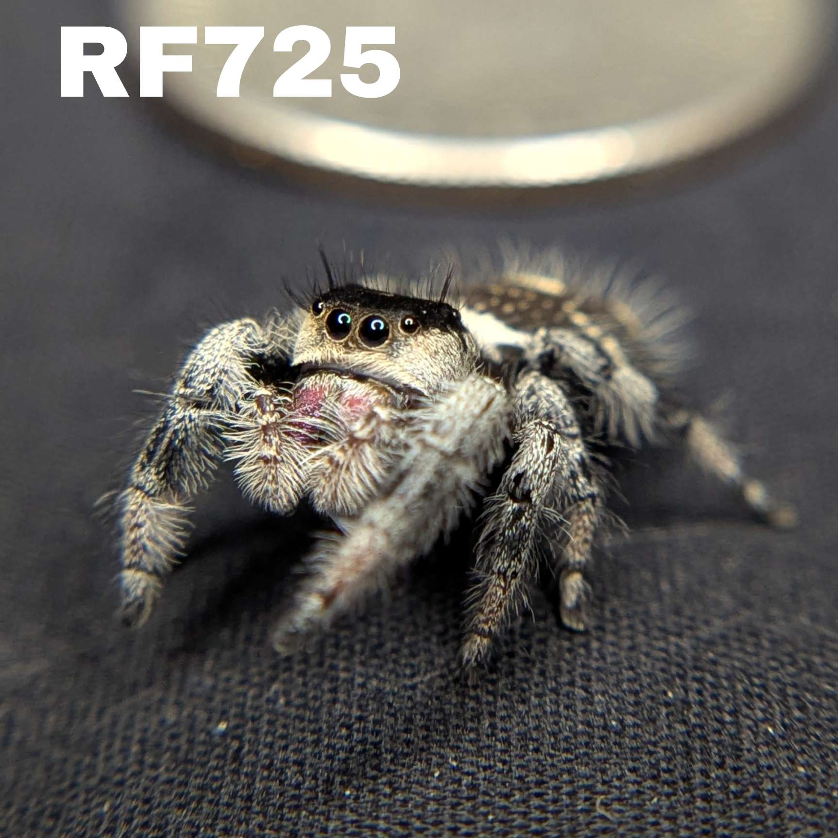 Regal Jumping Spider "Dragon Fruit"