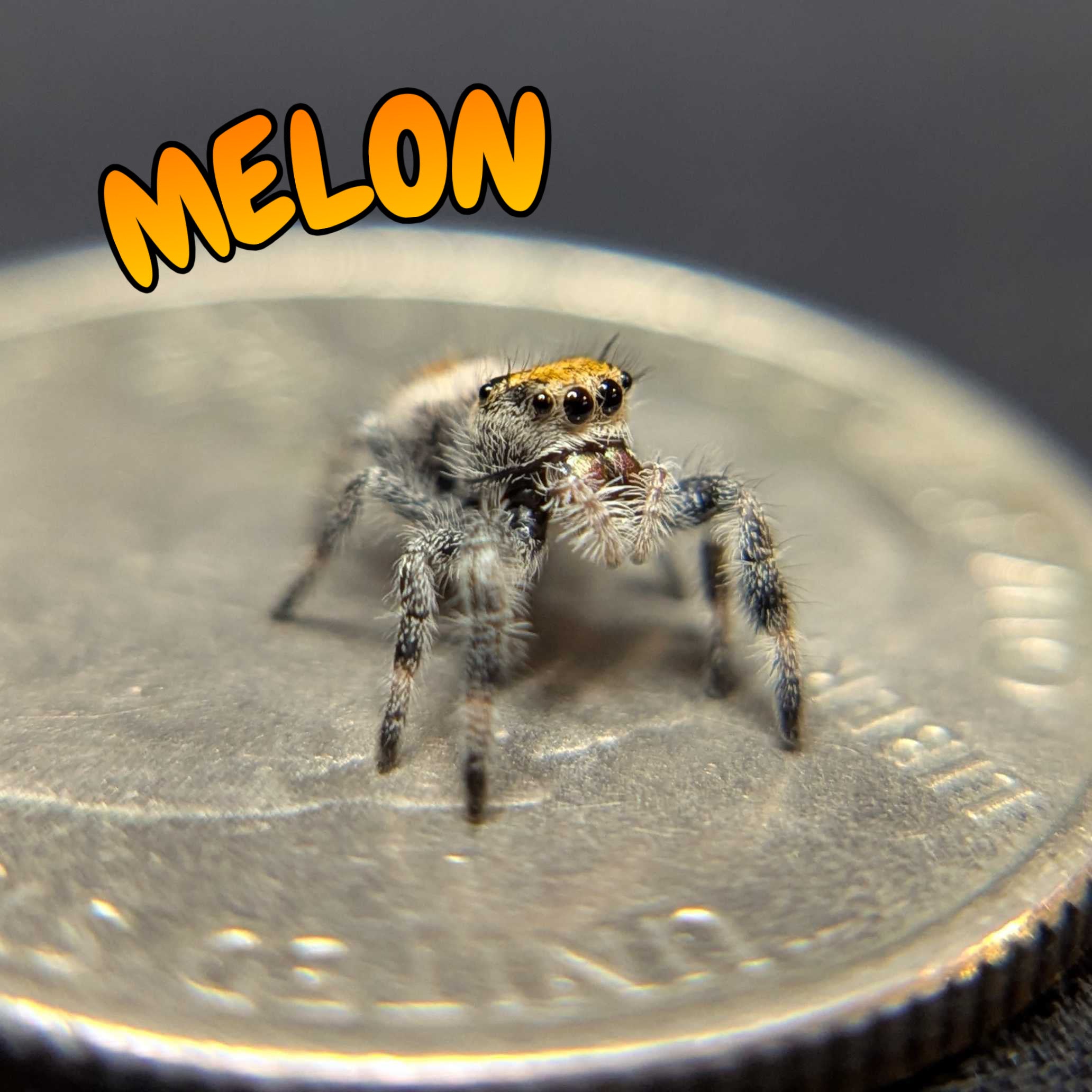 Regal Jumping Spider “Melon”