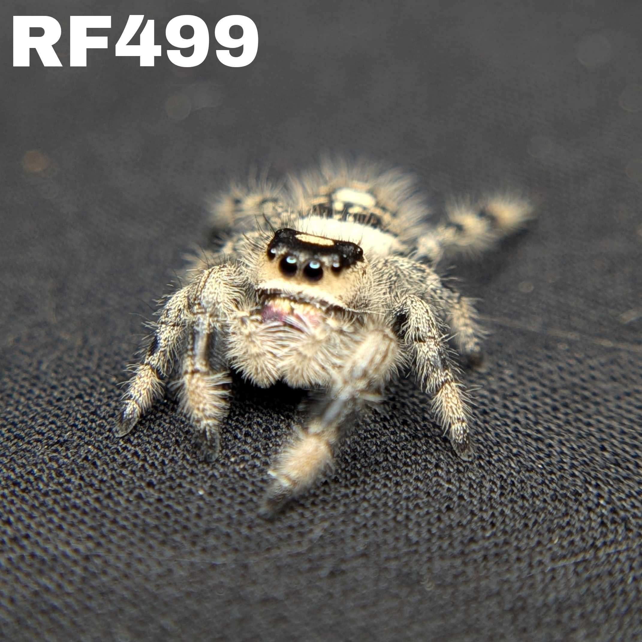 Regal Jumping Spider “Charm”