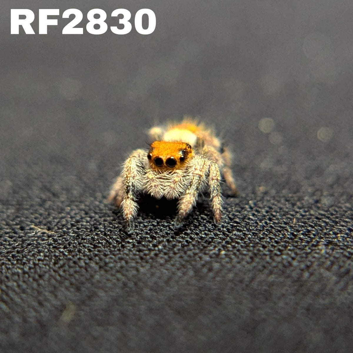 Regal Jumping Spider “Orangesicle”