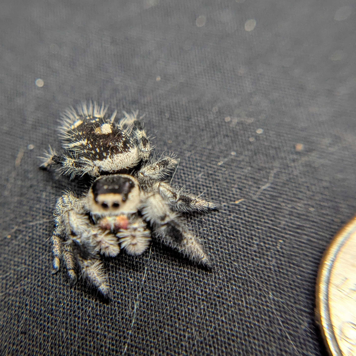 Regal Jumping Spider “Azalea”