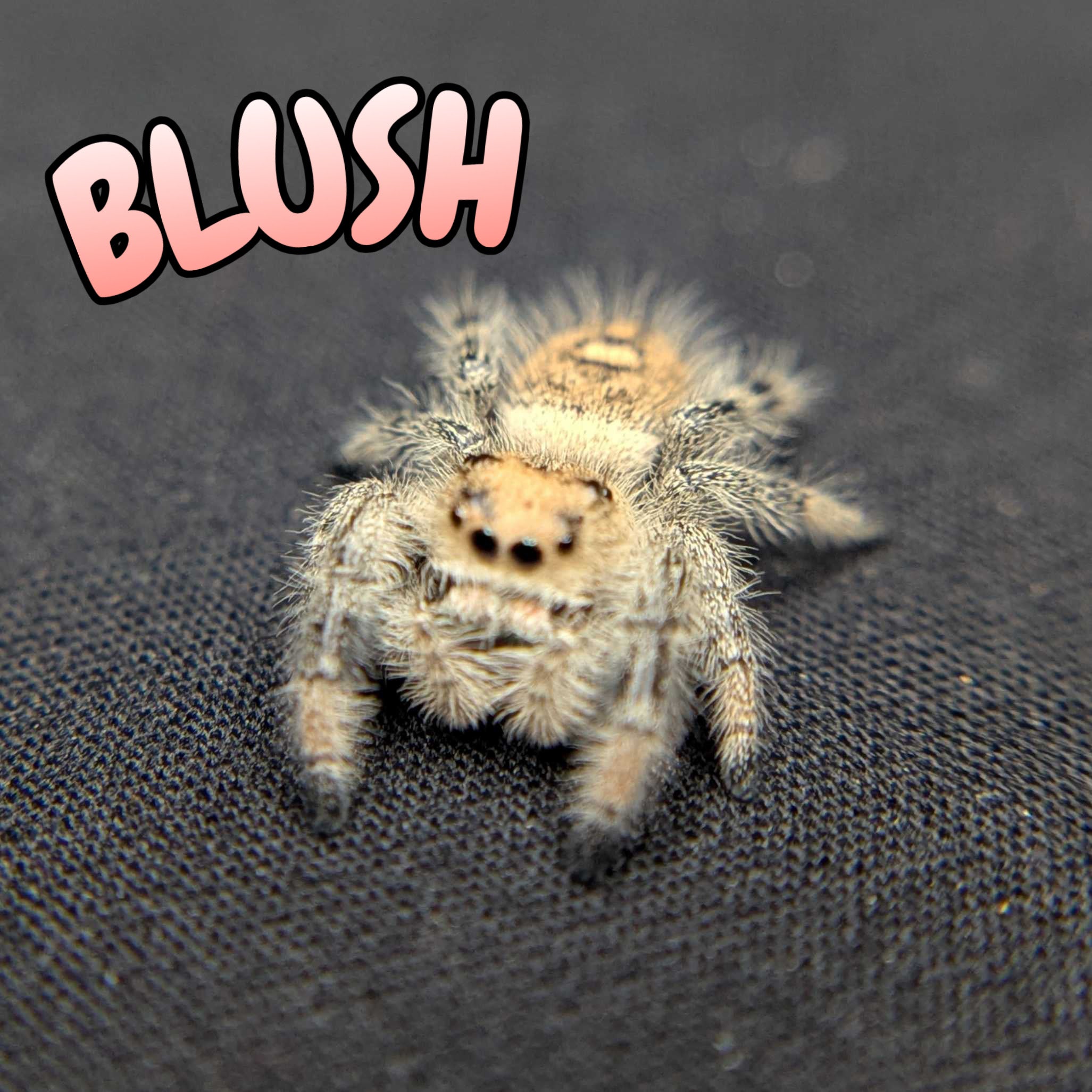 Regal Jumping Spider "Blush"