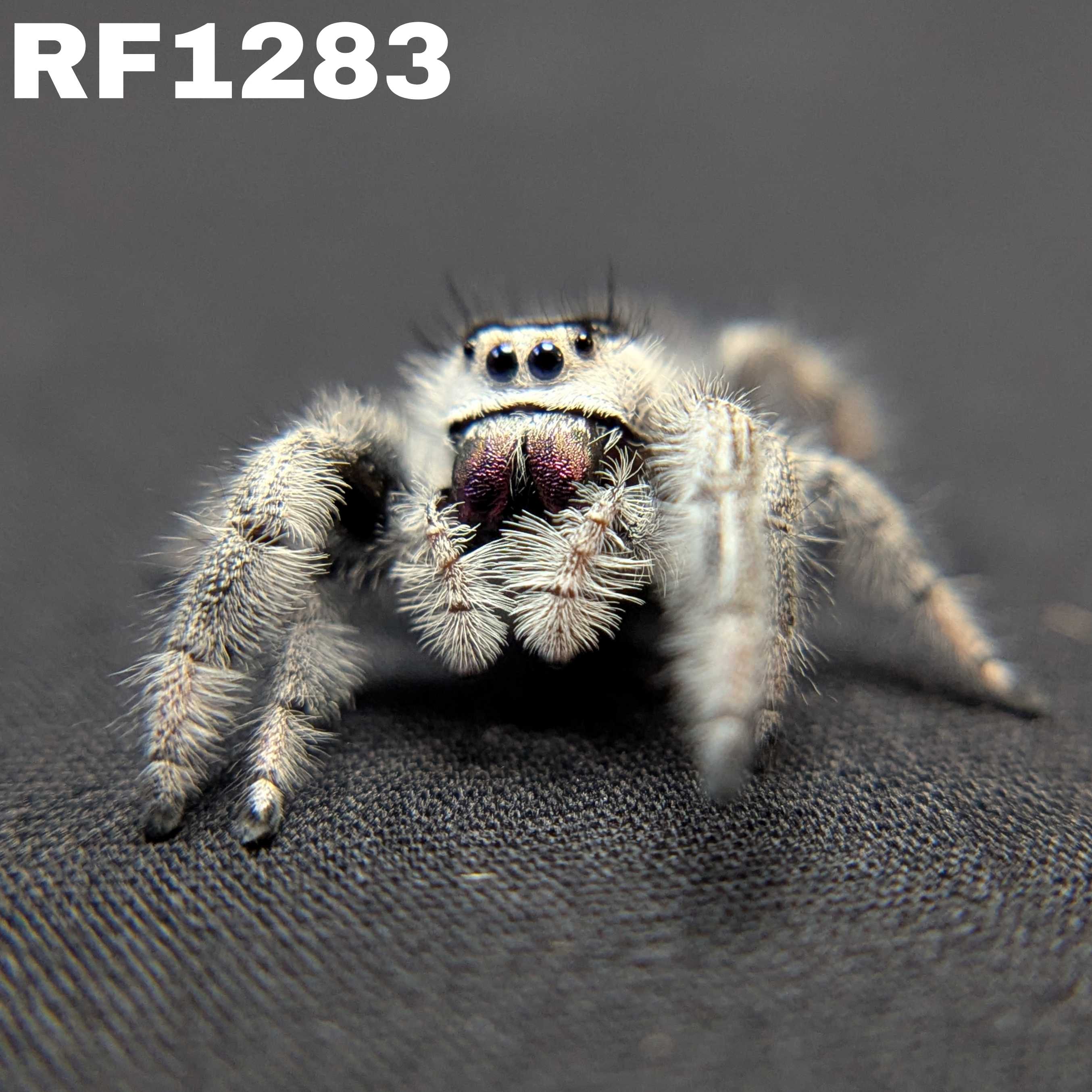 Regal Jumping Spider "Onyx" (High White)