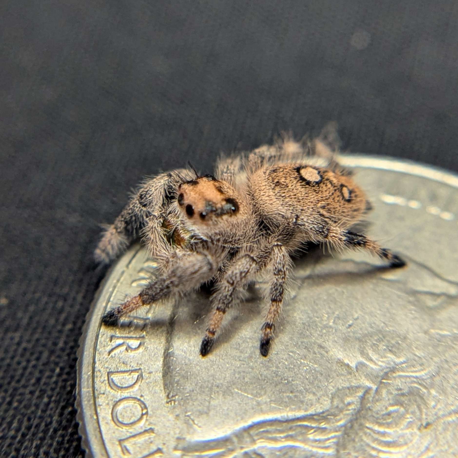 Regal Jumping Spider "Paradise"