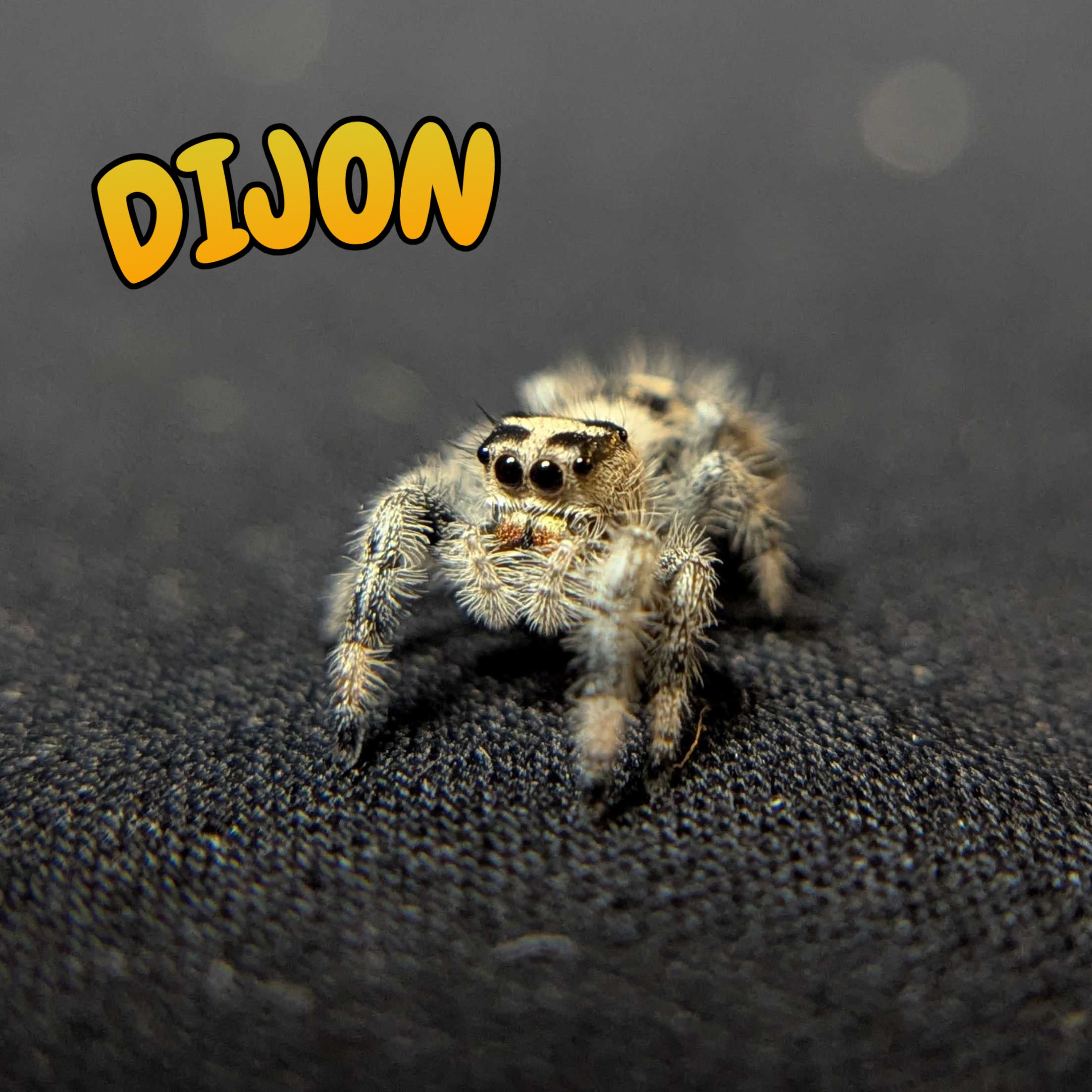 Regal Jumping Spider “Dijon”