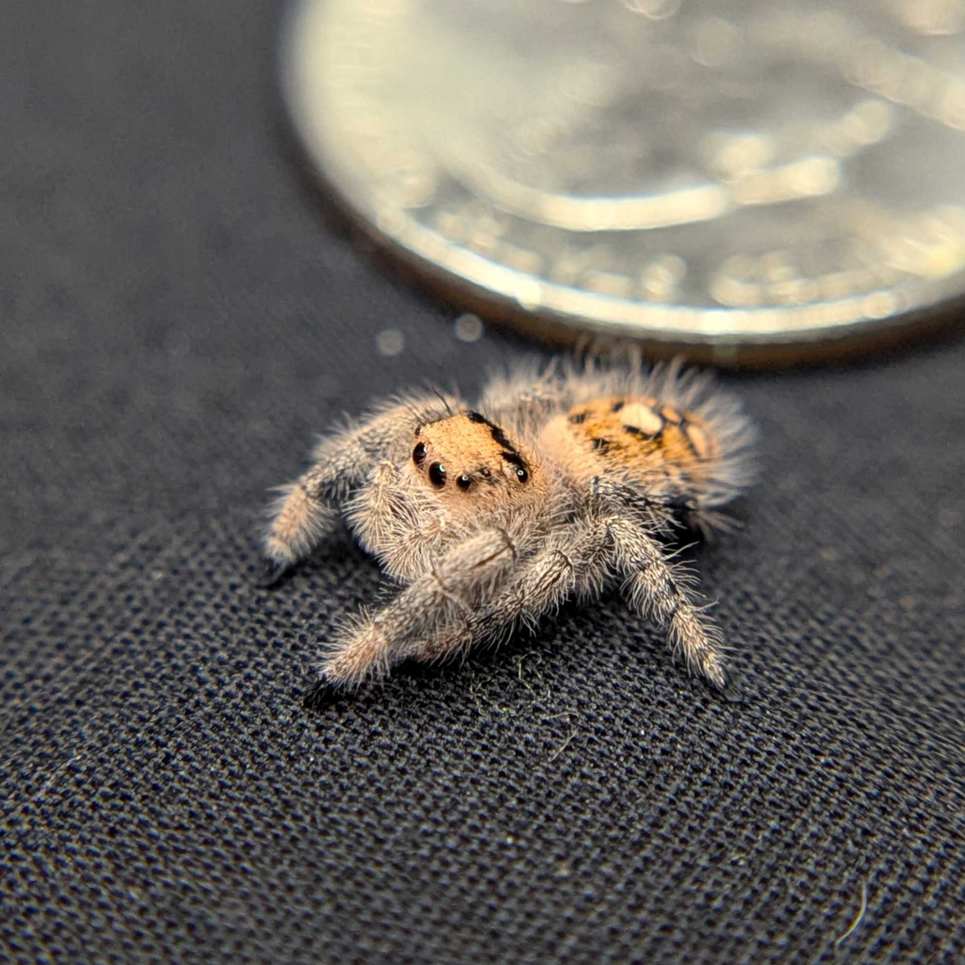 Regal Jumping Spider "Goldilocks"
