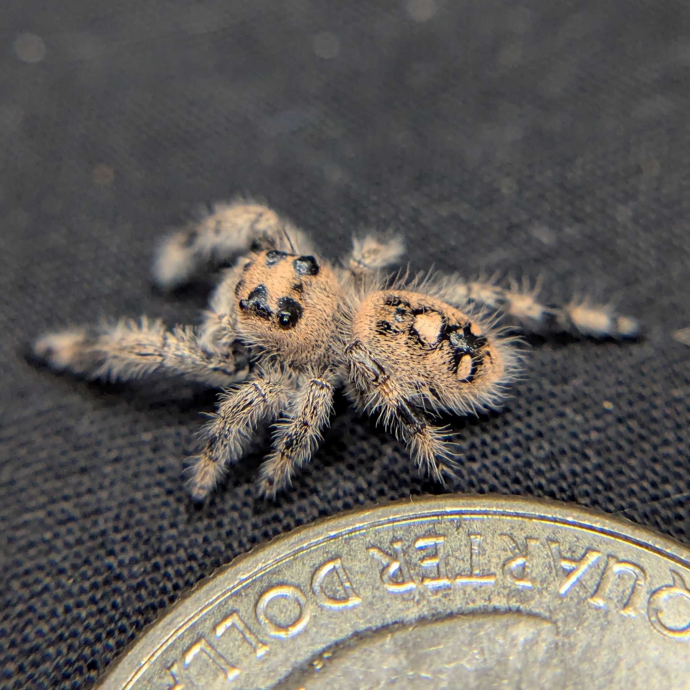 Regal Jumping Spider "Rosie"