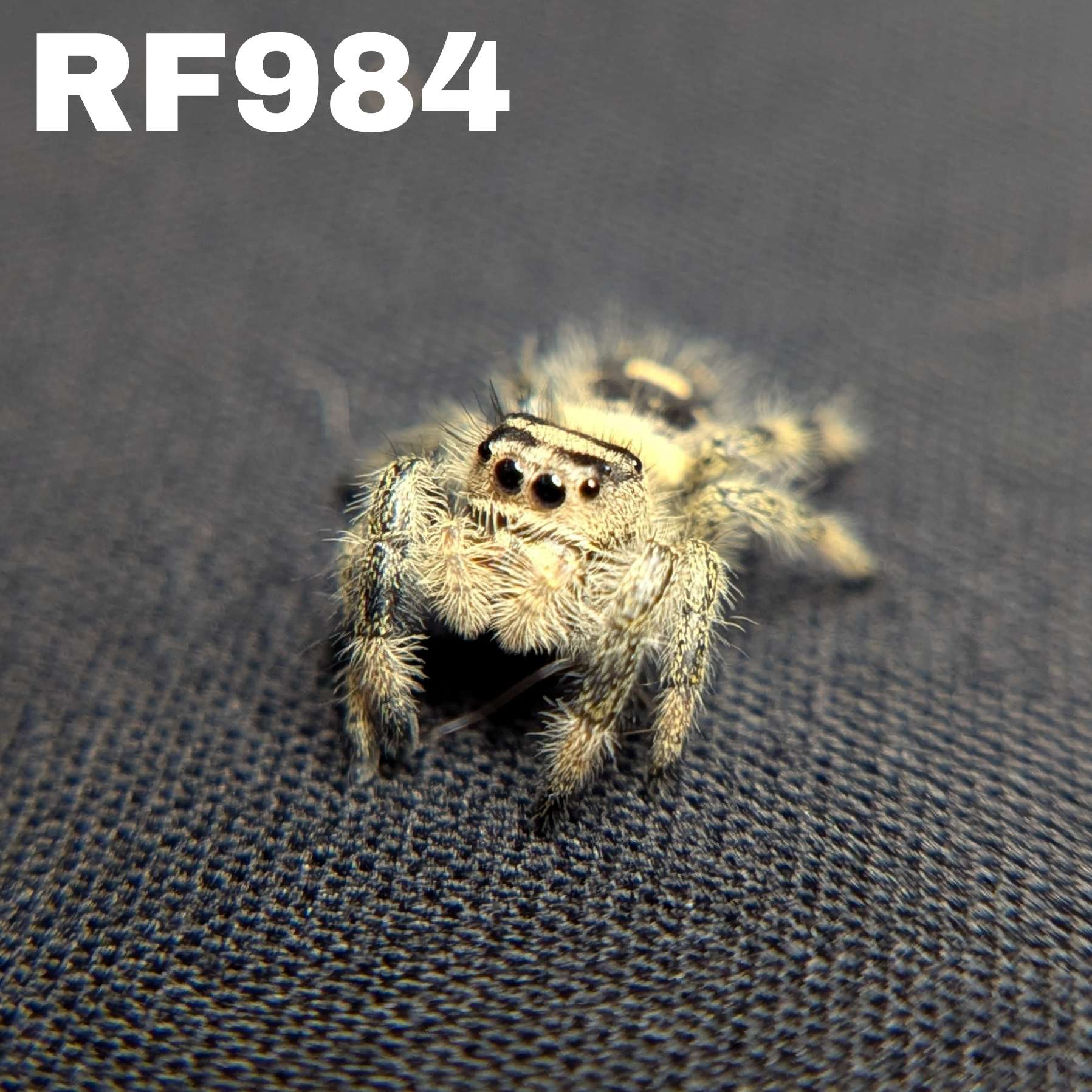 Regal Jumping Spider "Blanco"