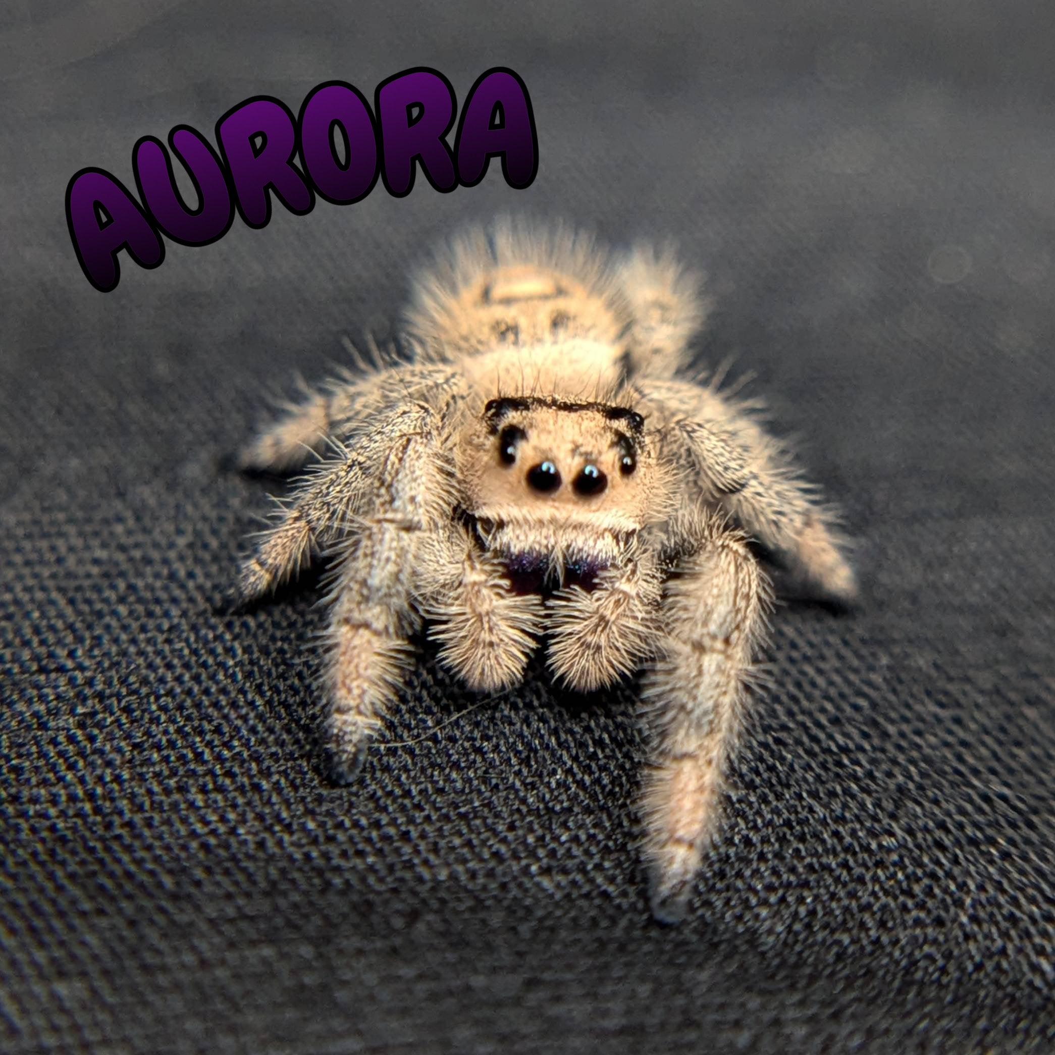 Regal Jumping Spider “Aurora”