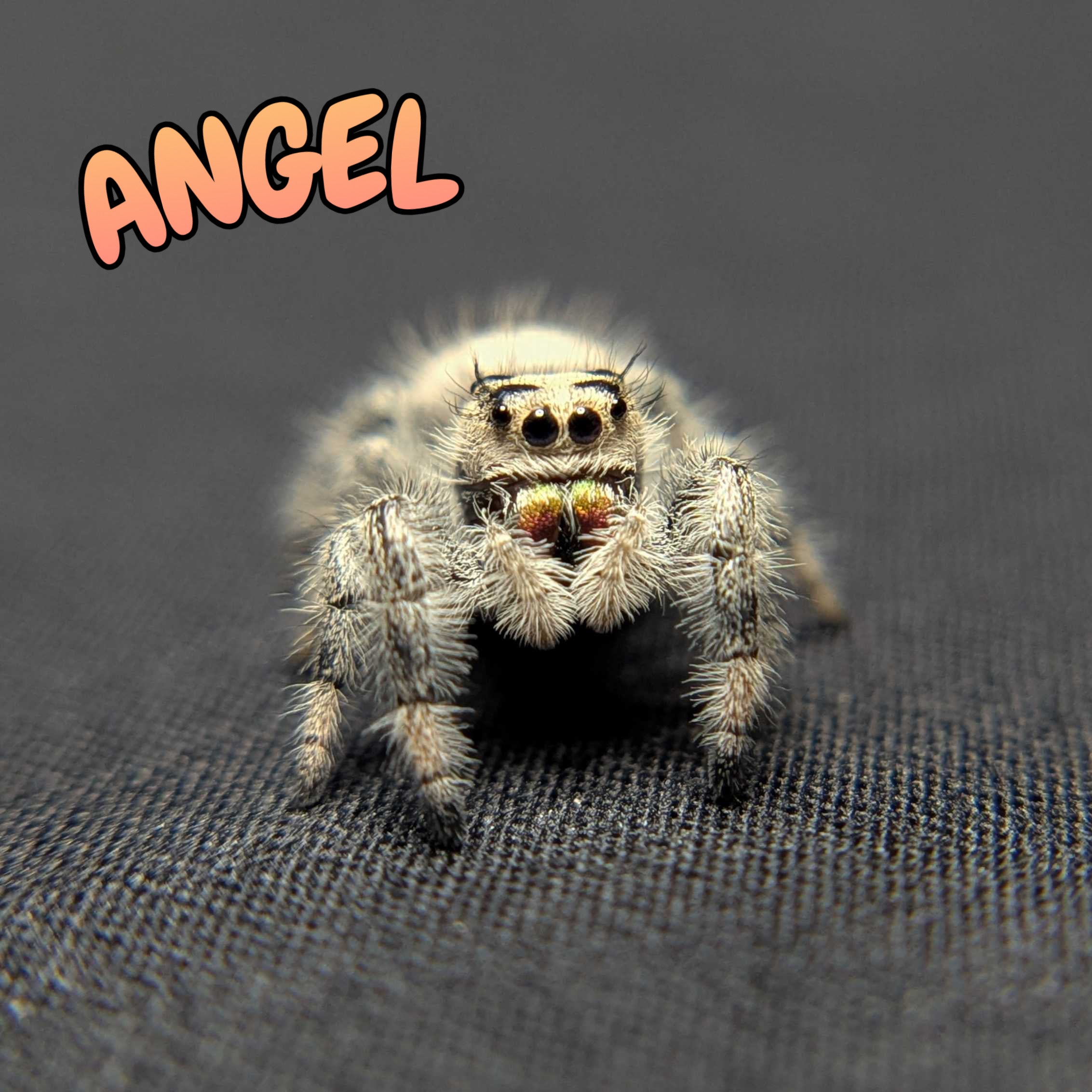 Regal Jumping Spider "Angel"