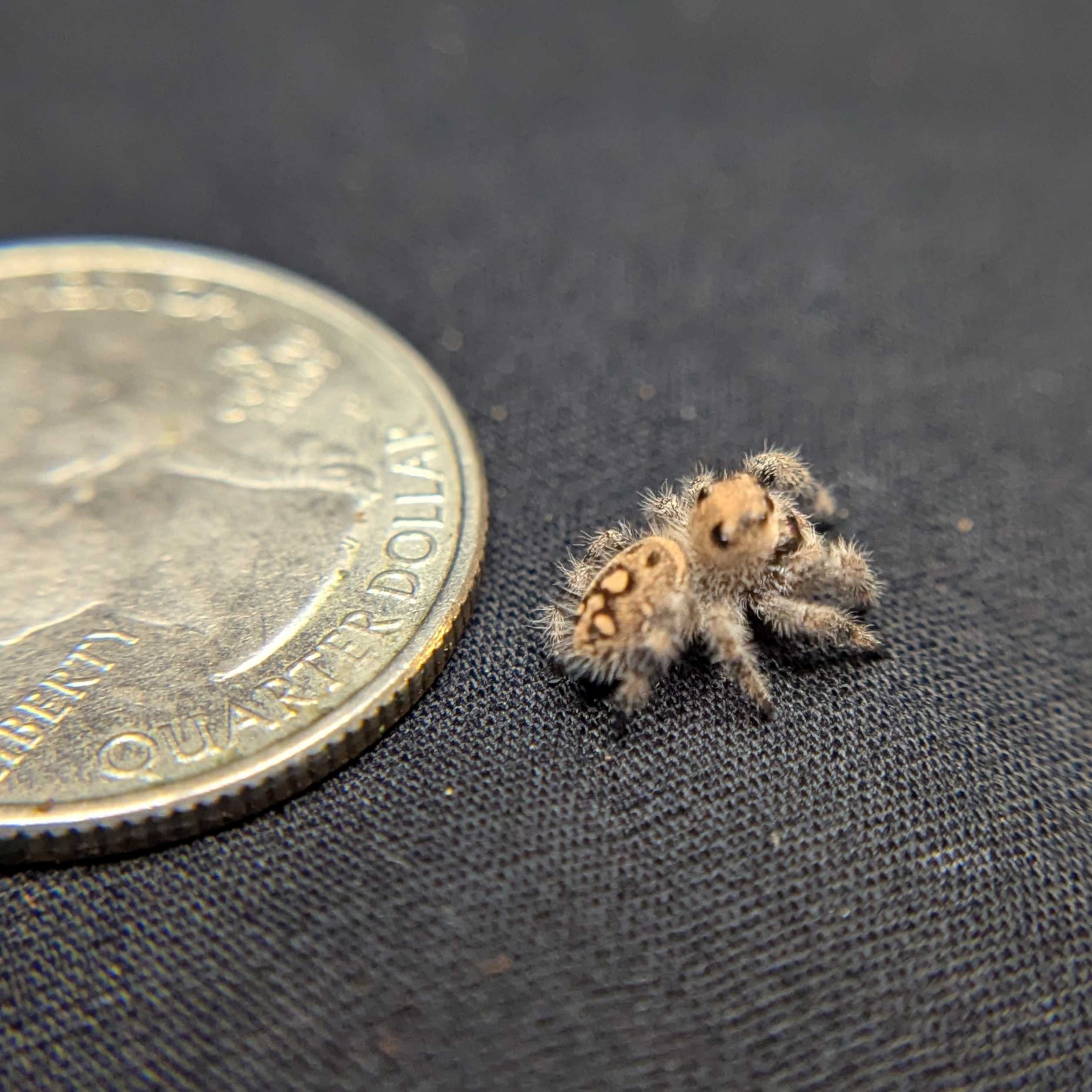 Regal Jumping Spider “Sprite”