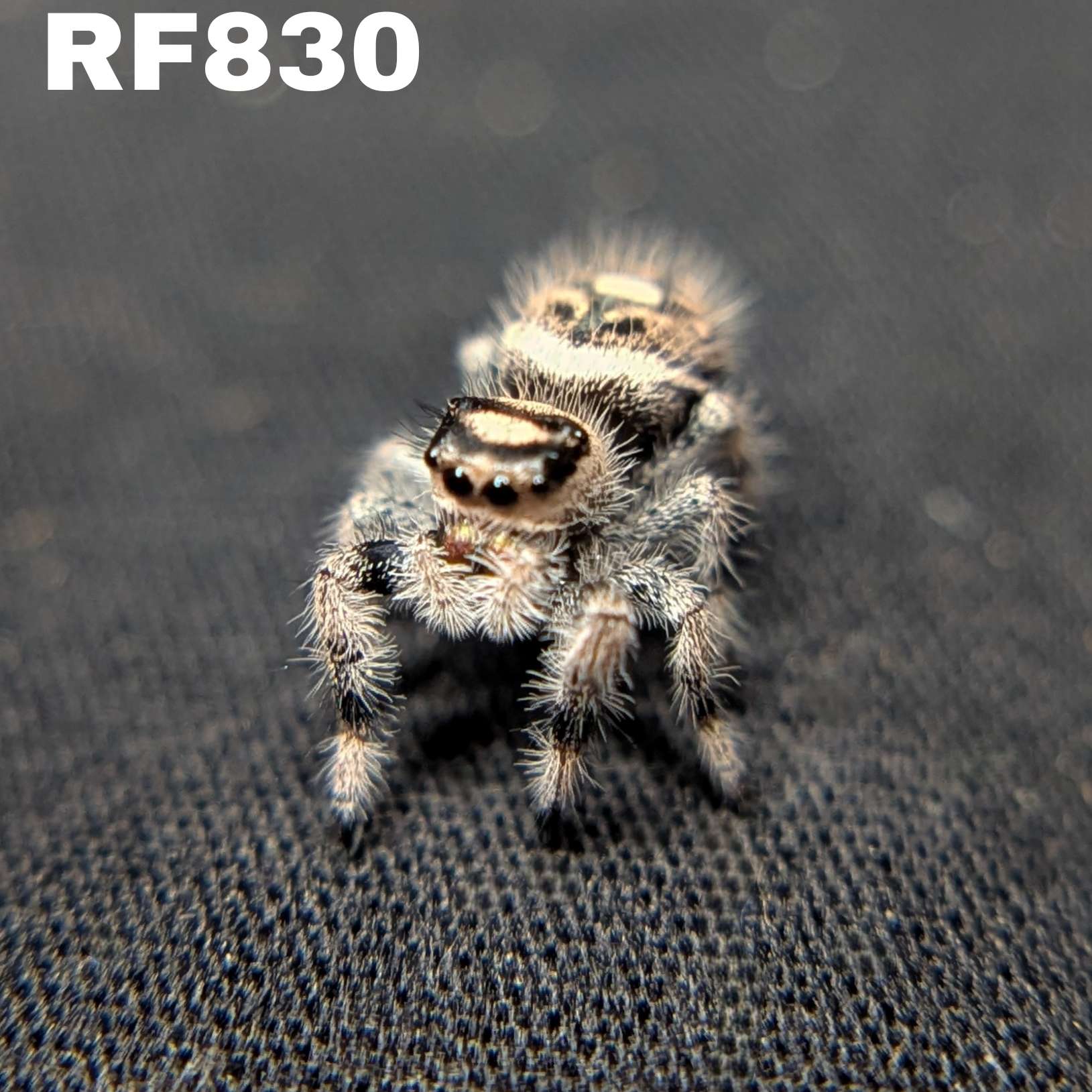 Regal Jumping Spider "Coconut"