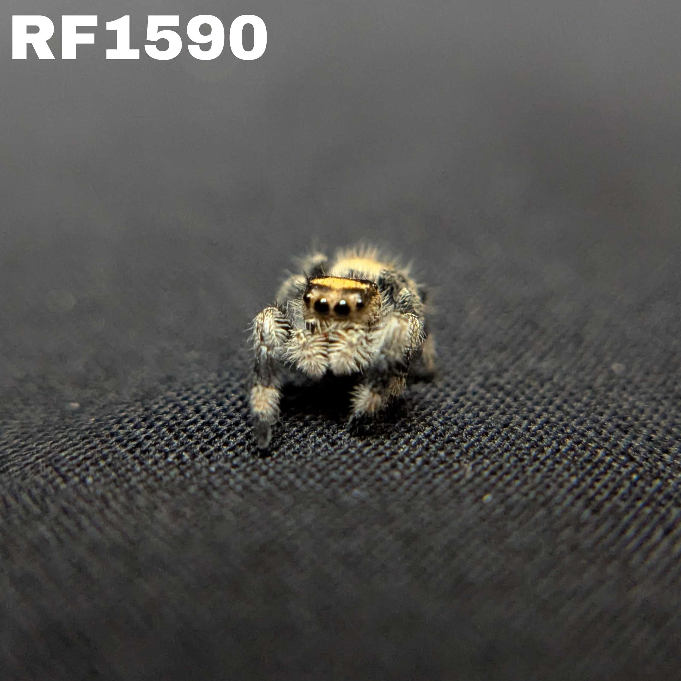 Regal Jumping Spider "Nugget"