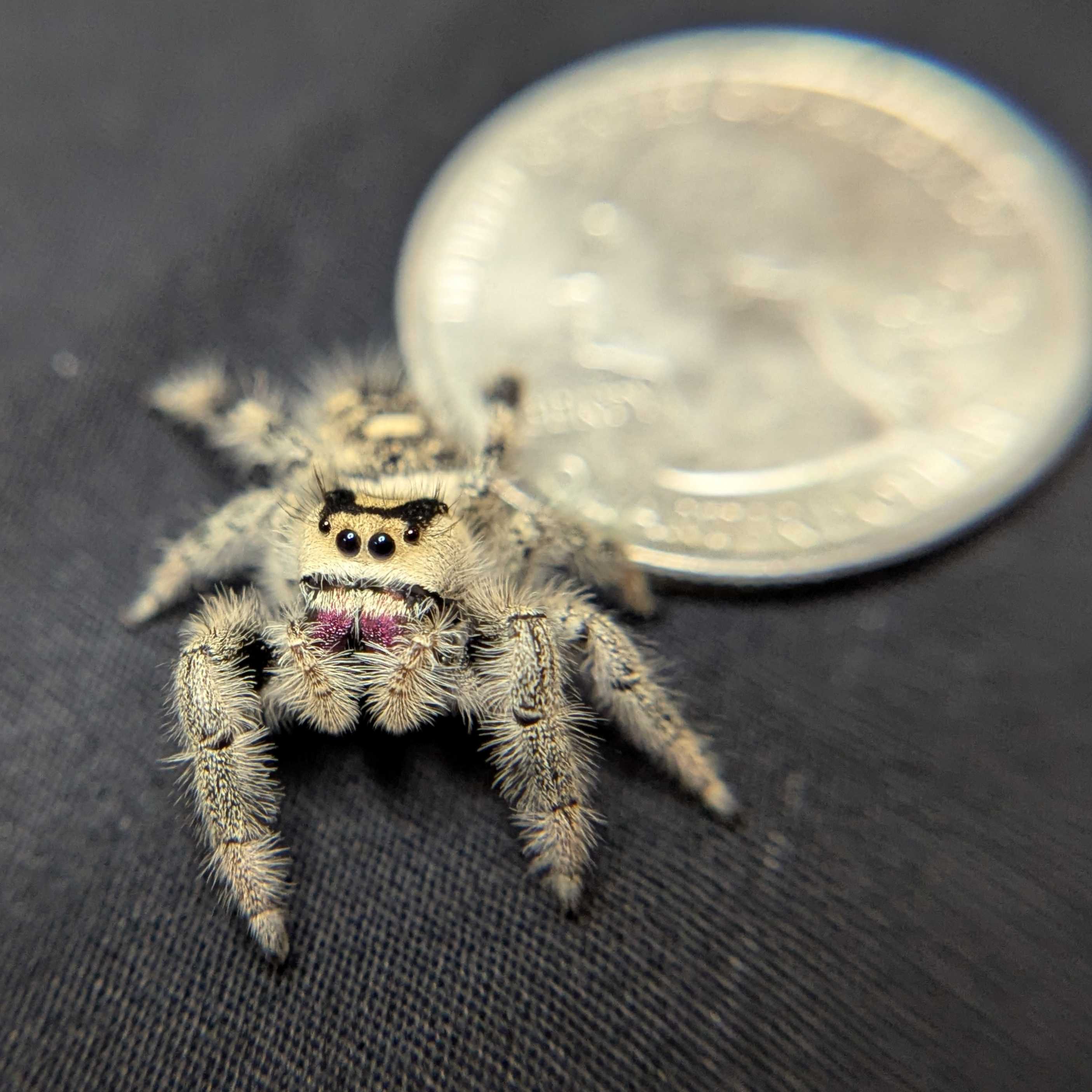 Regal Jumping Spider "Velvet"
