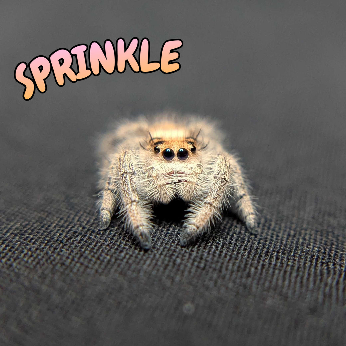 Regal Jumping Spider "Sprinkle"