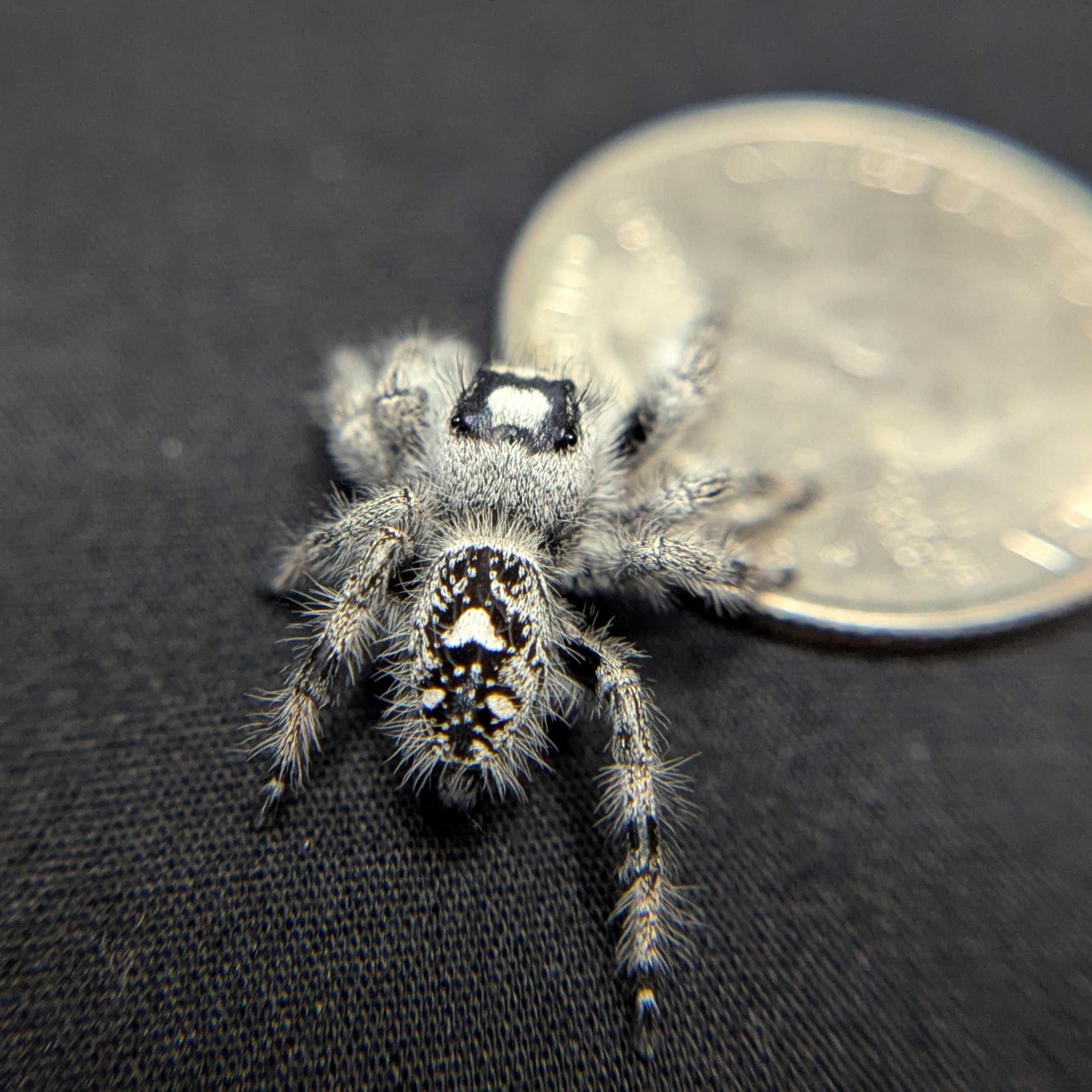 Regal Jumping Spider "Onyx" (High White)