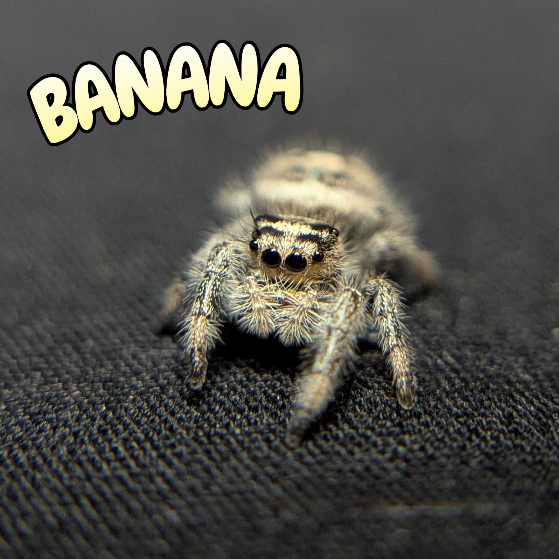 Regal Jumping Spider "Banana"