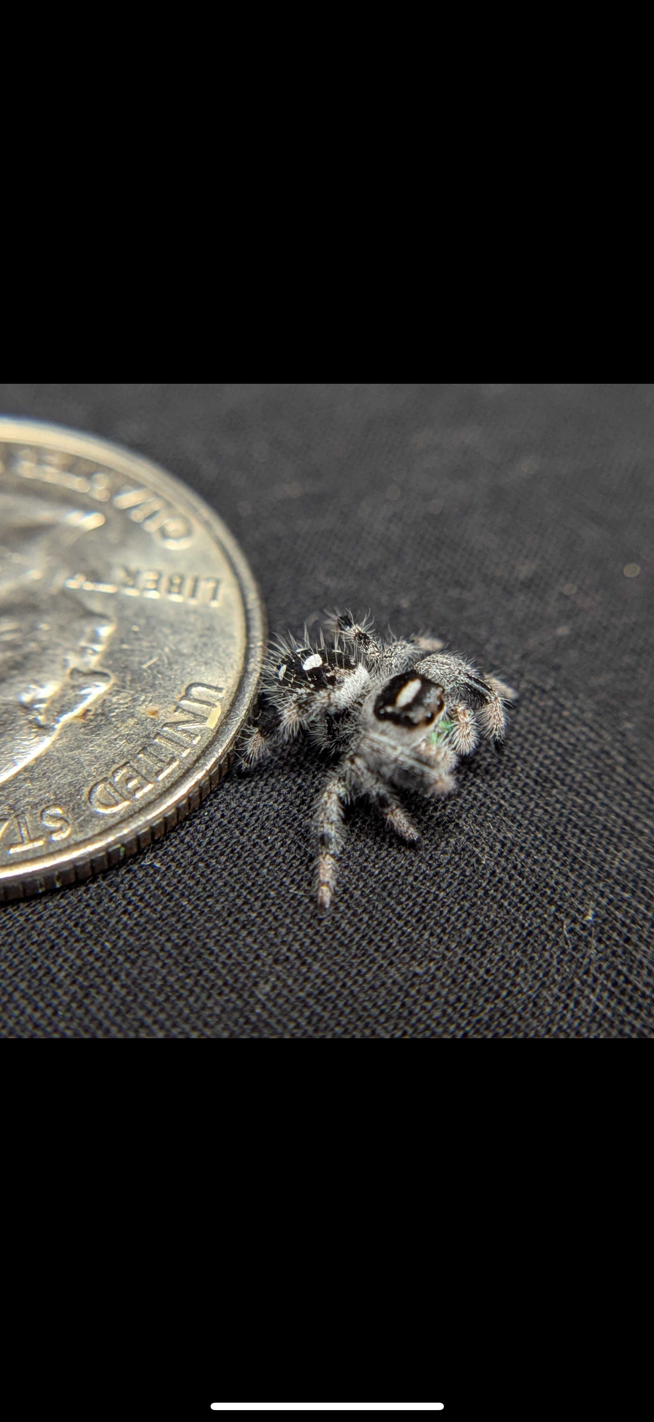 Regal Jumping Spider "North"