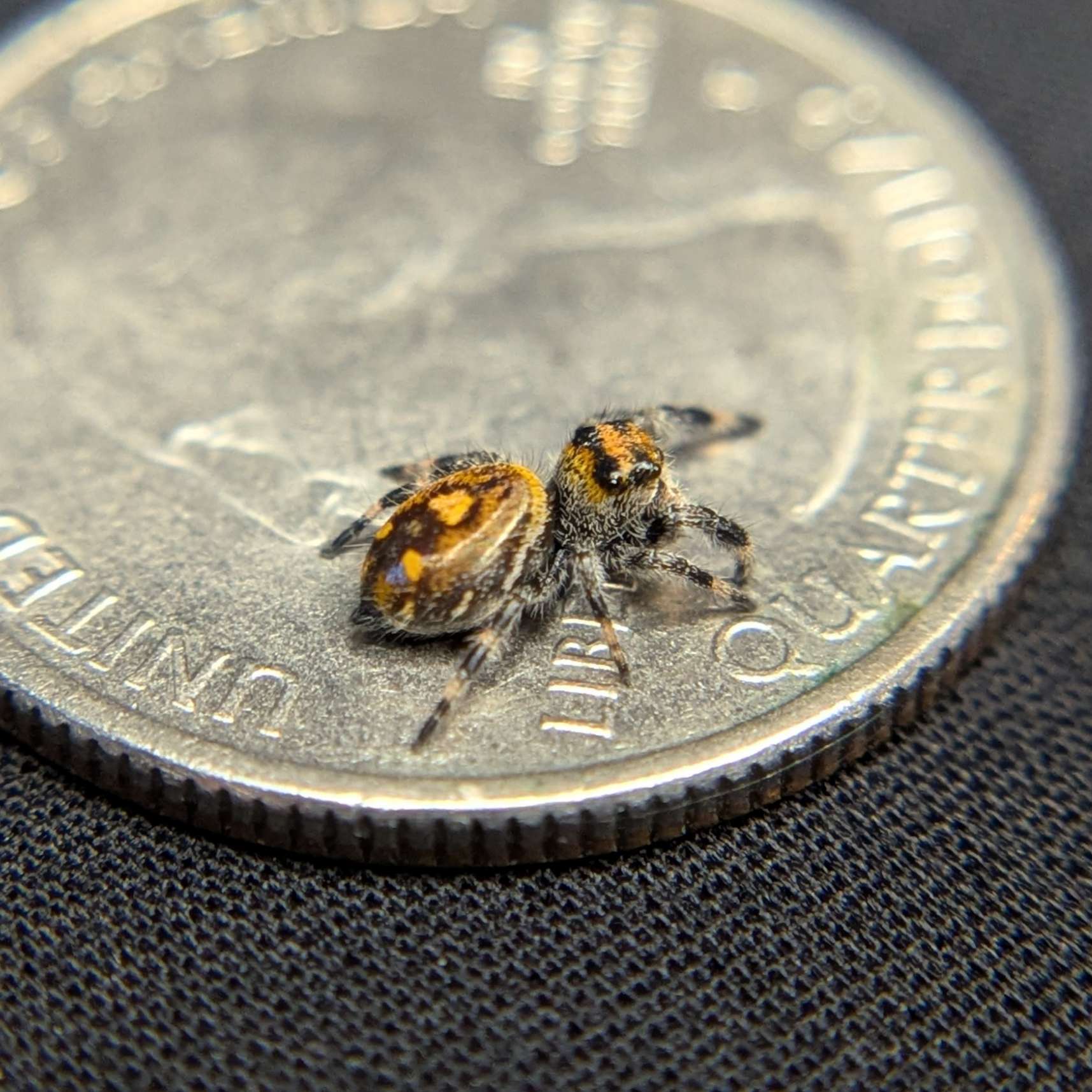 Regal Jumping Spider "Rusty"